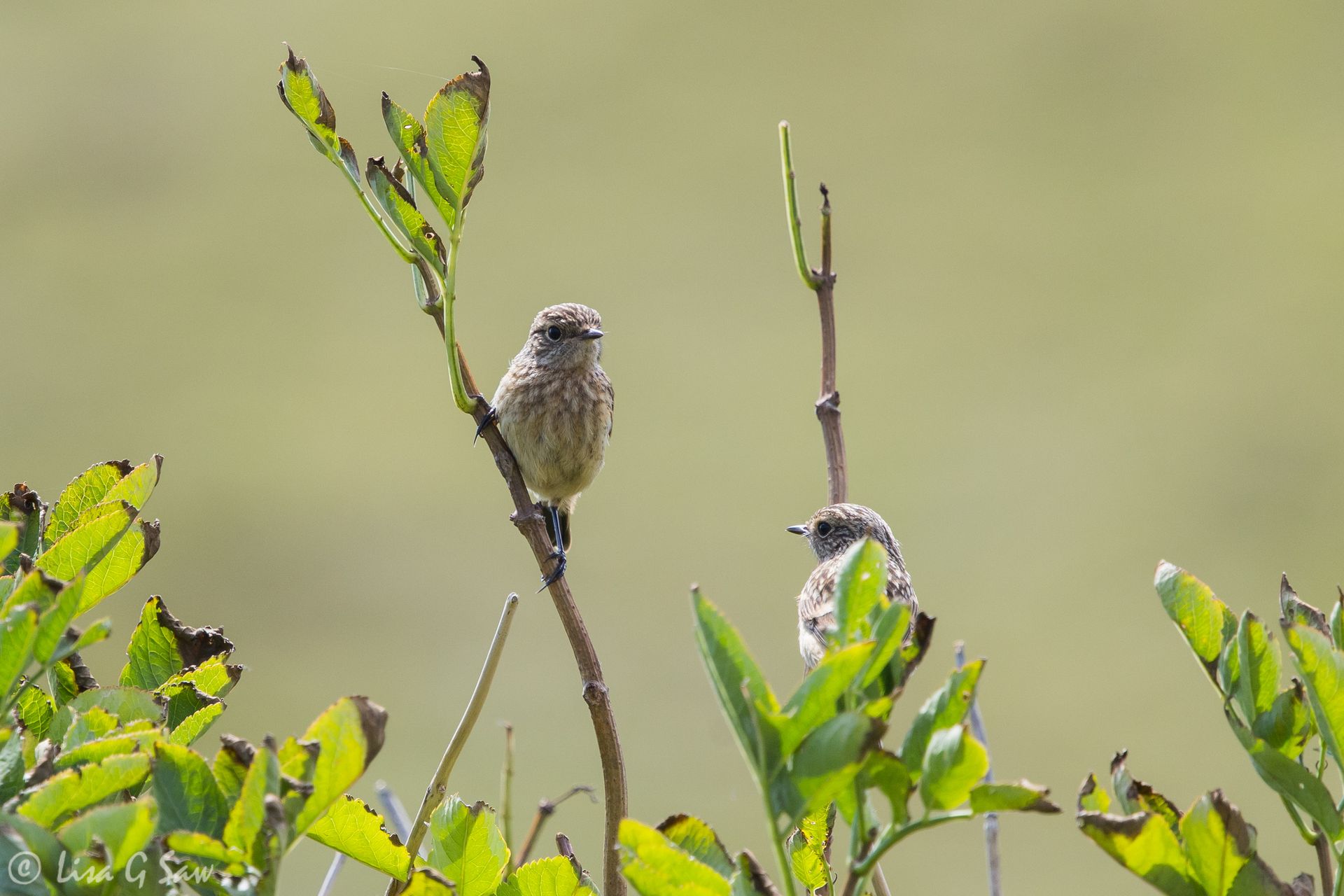 Two juvenile Stonechats