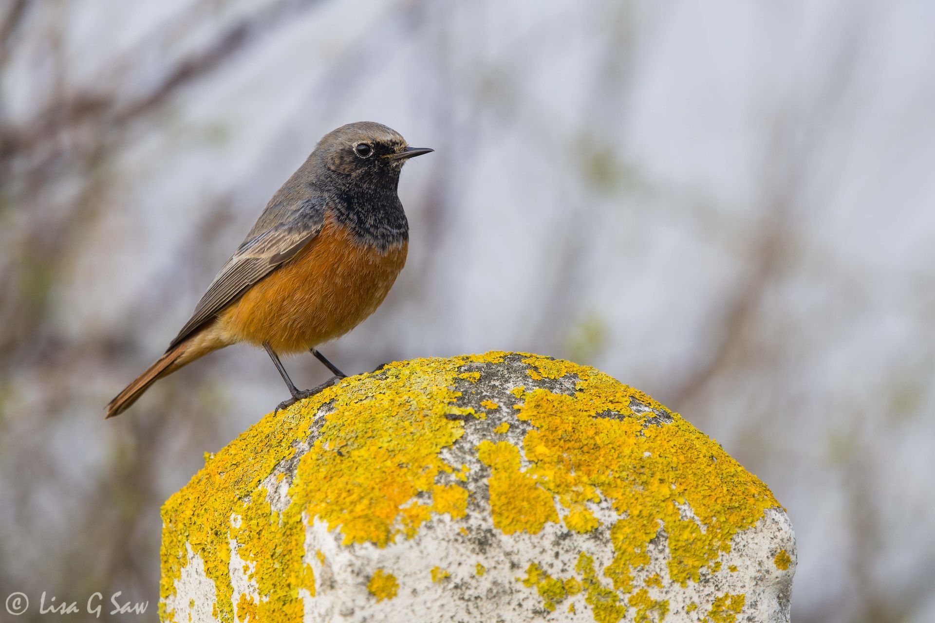 Eastern Black Restart in Sheringham