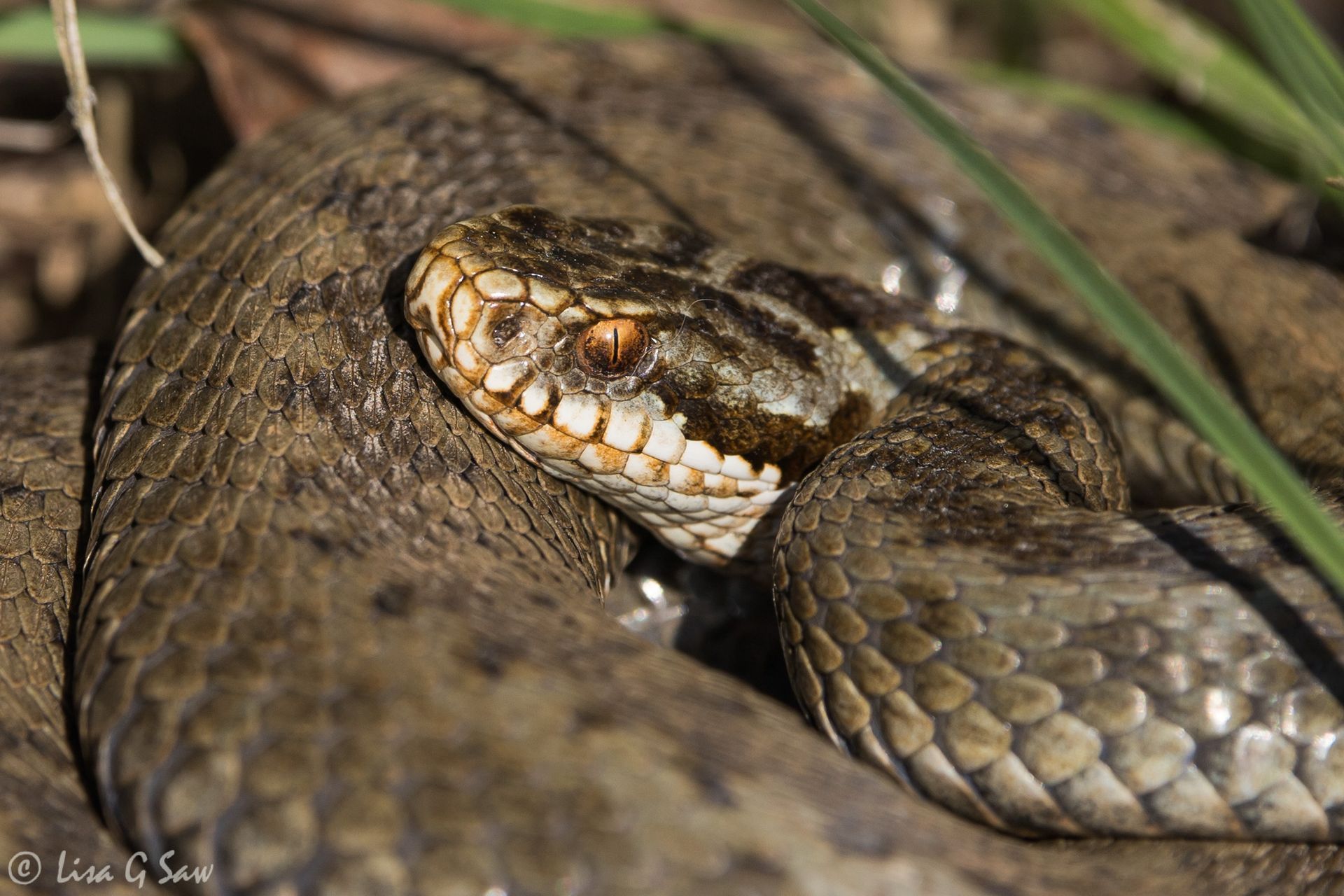 An Adder at Hickling Broad