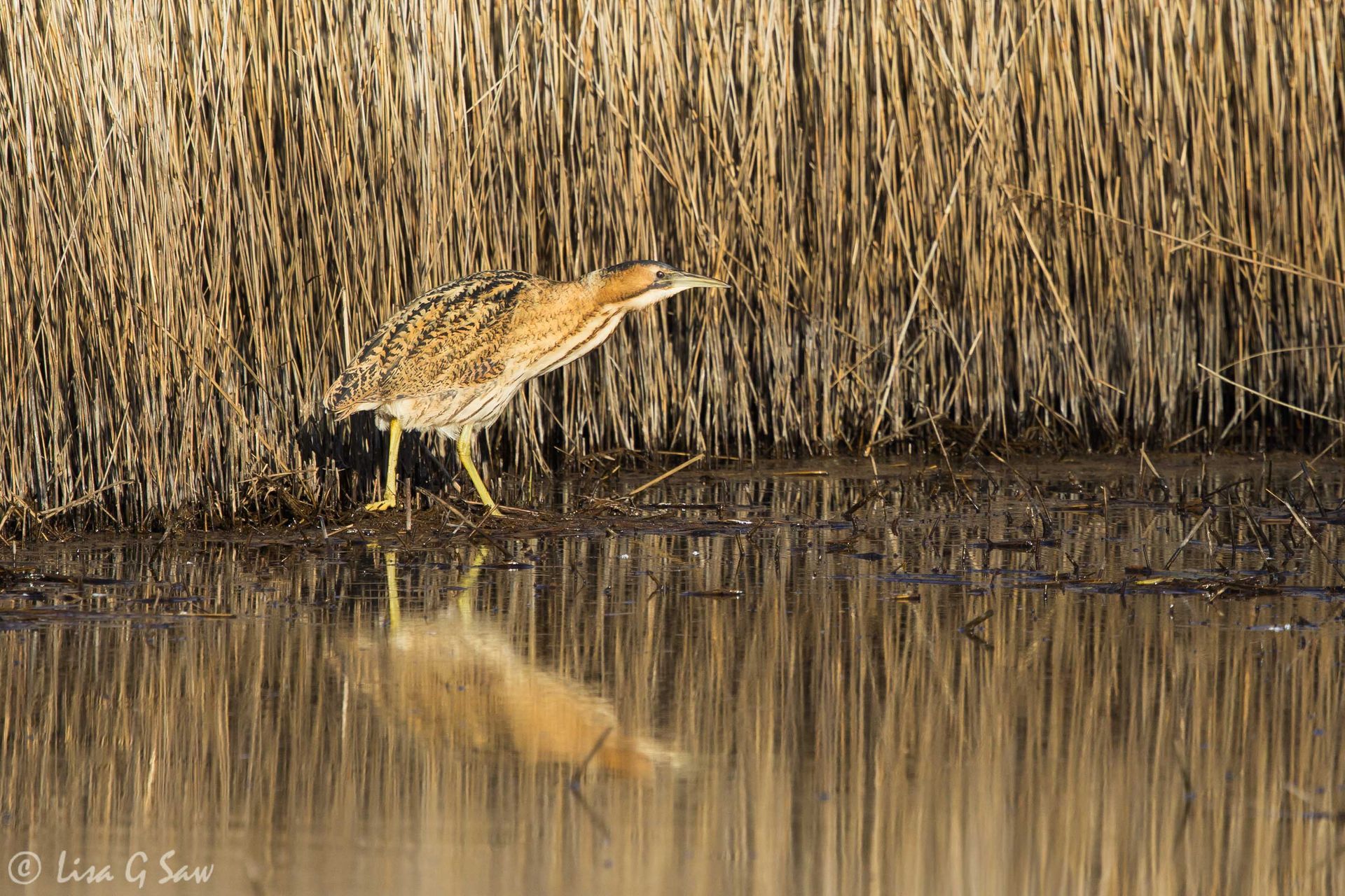 Bittern at the edge of the reeds in the late afternoon at Hickling Broad