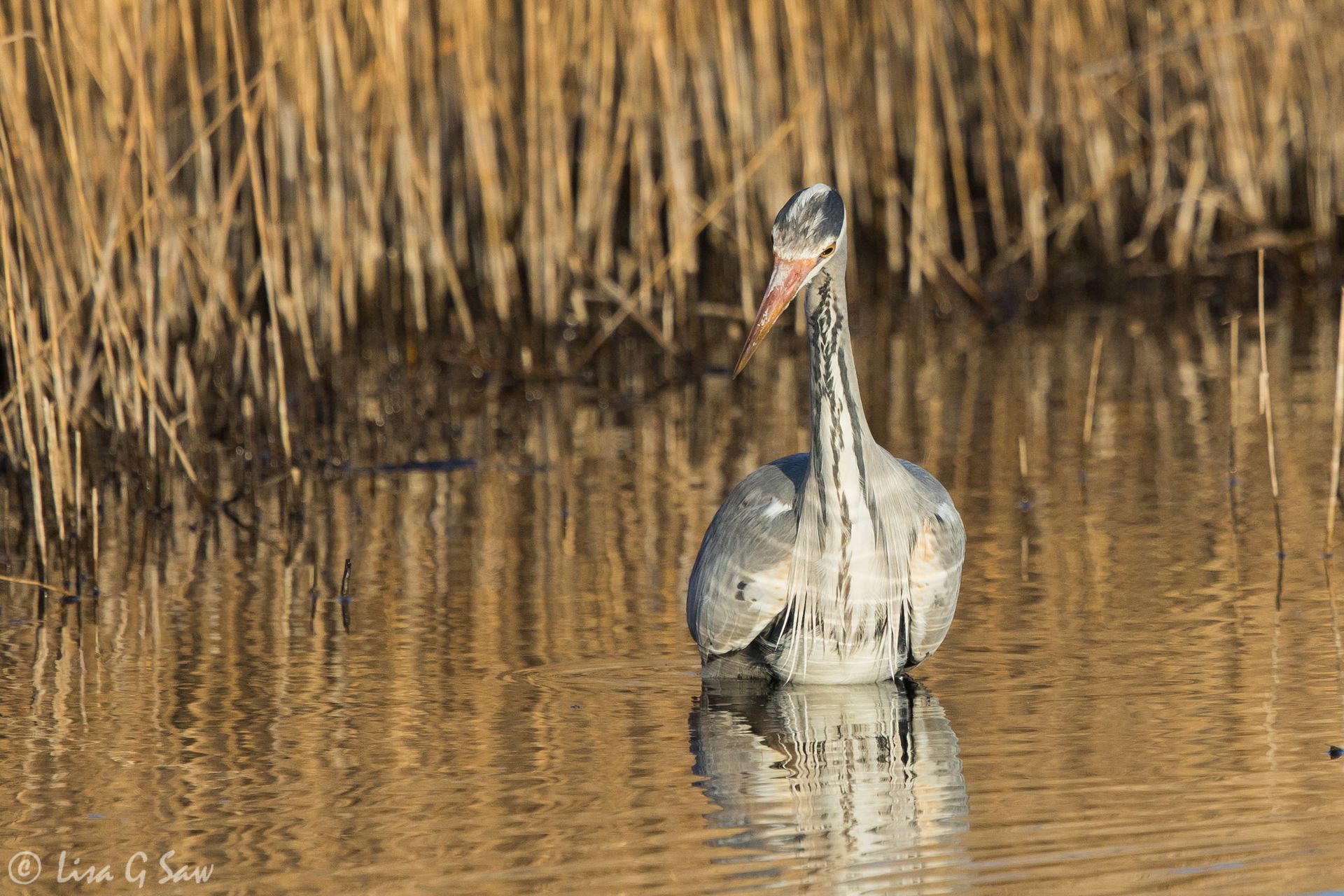Grey Heron at Hickling Broad