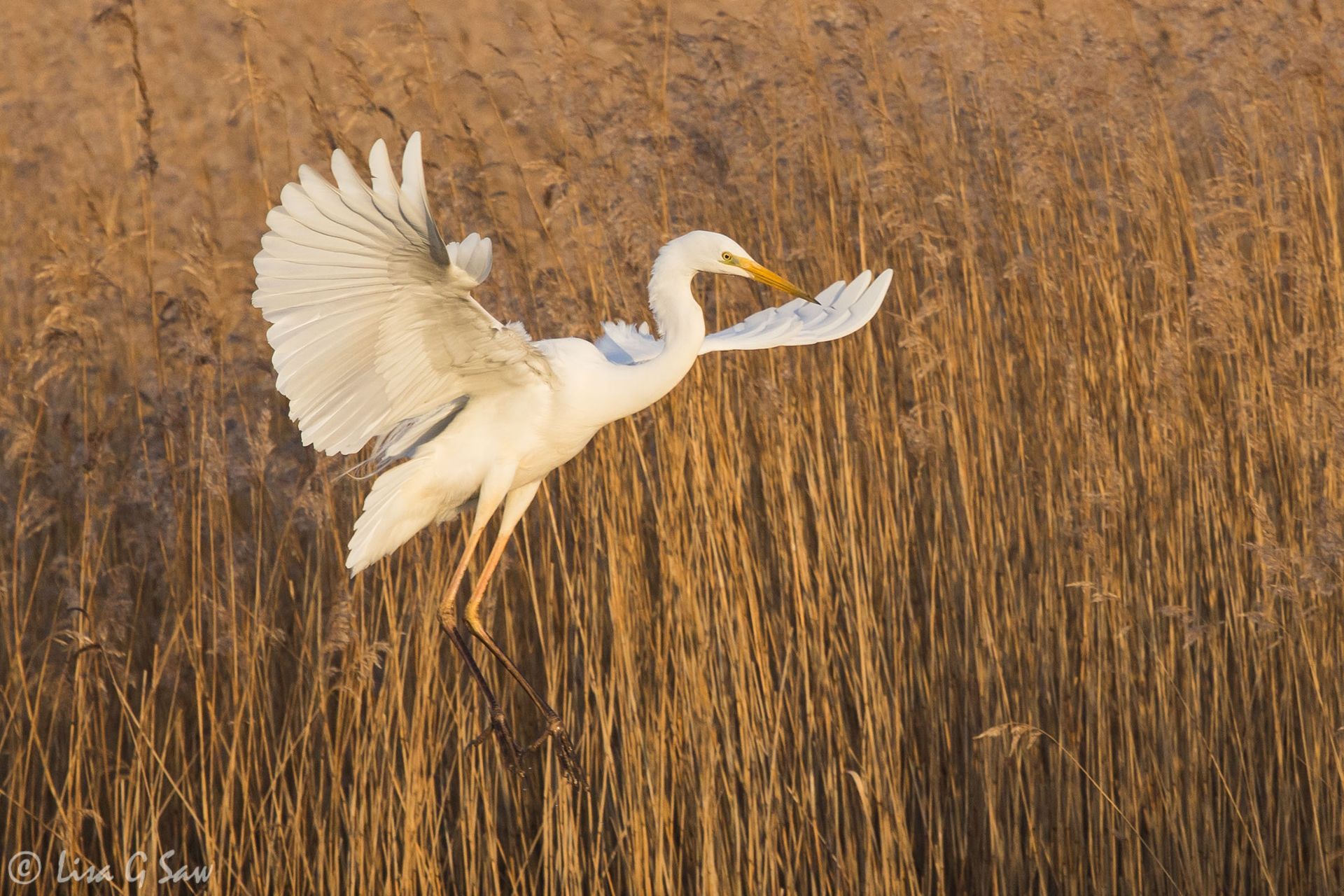 Greater Egret coming in to land amongst the reeds at Hickling Broad