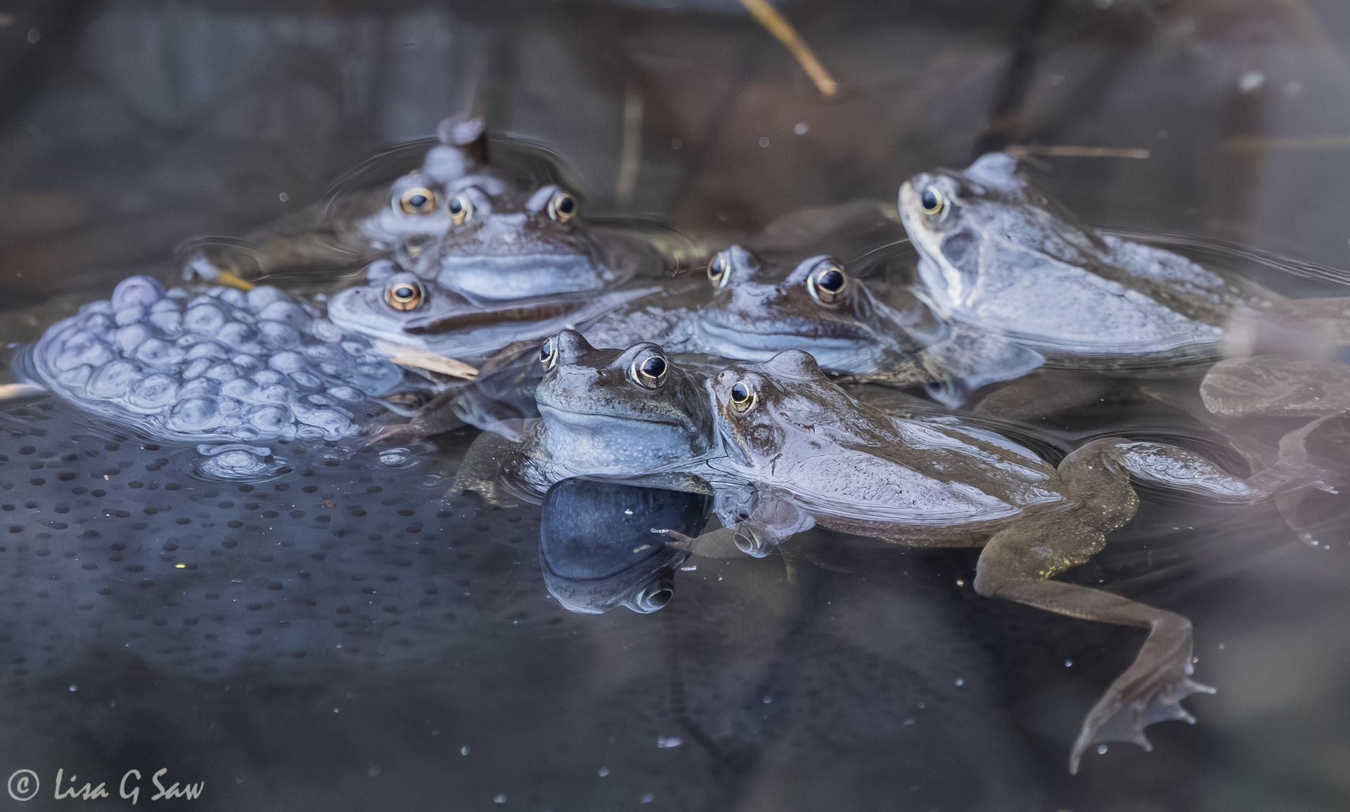 A group of Common Frogs and frogspawn at RSPB Titchwell Marsh