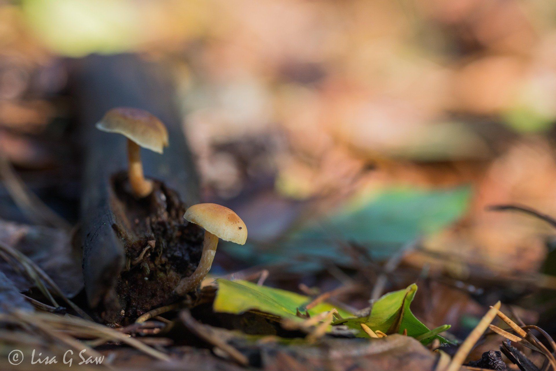 Small orange coloured fungi growing out of wood