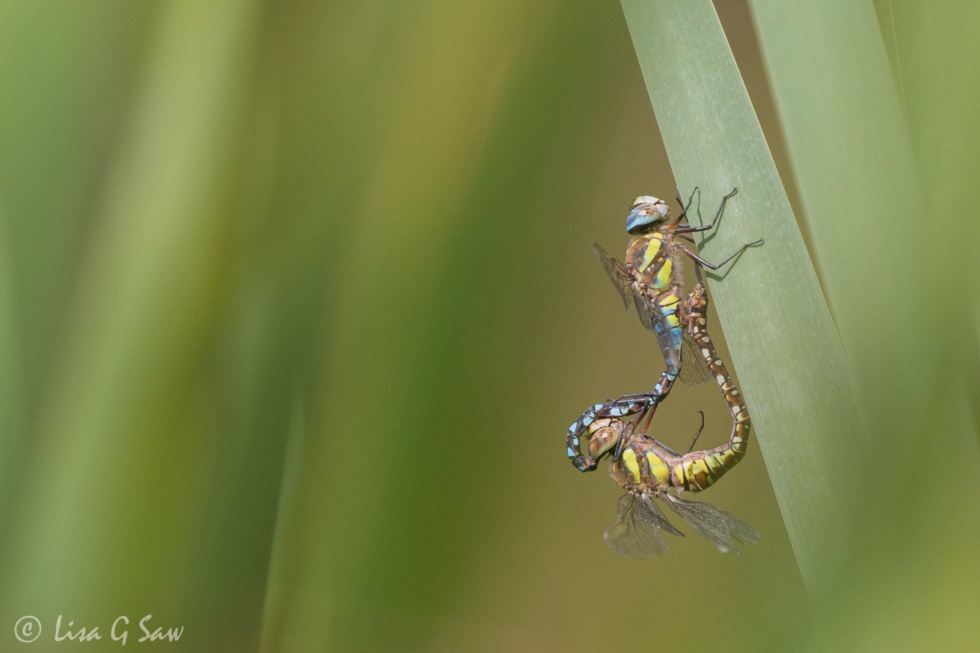 Migrant Hawker Dragonfly mating wheel
