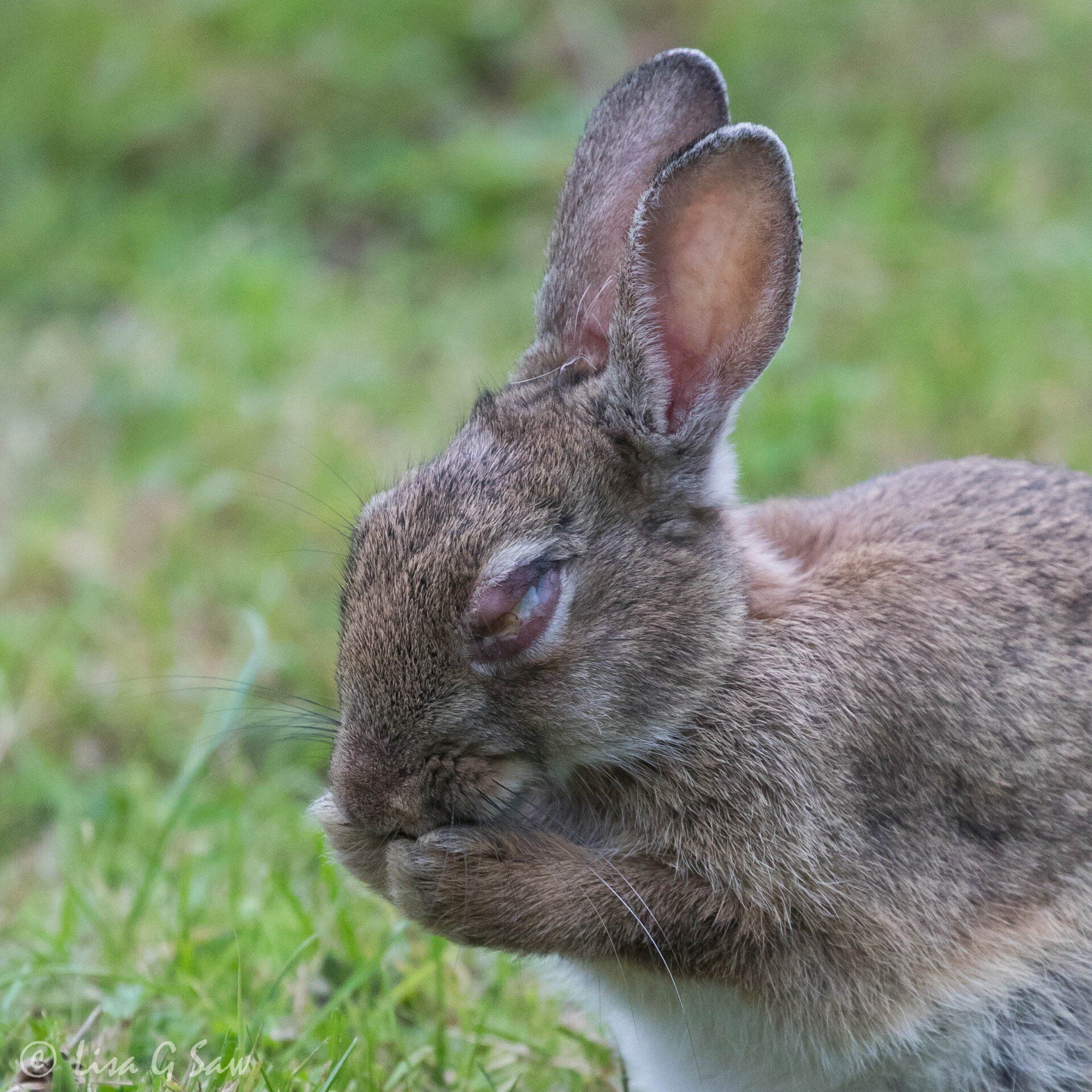 Rabbit with myxomatosis showing around the eye
