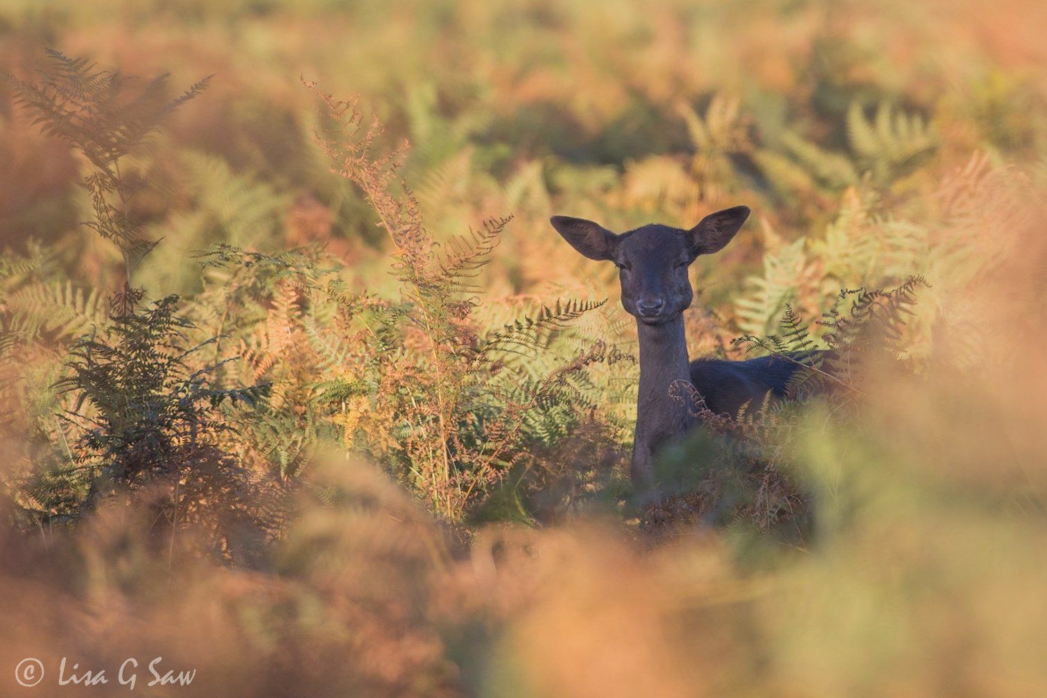 Red Deer doe partially hidden by ferns