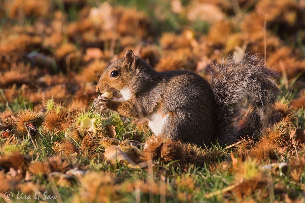 Grey Squirrel eating