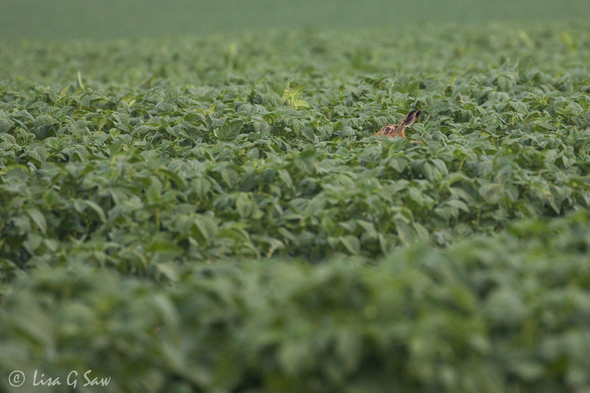 Hare hiding amongst the plants