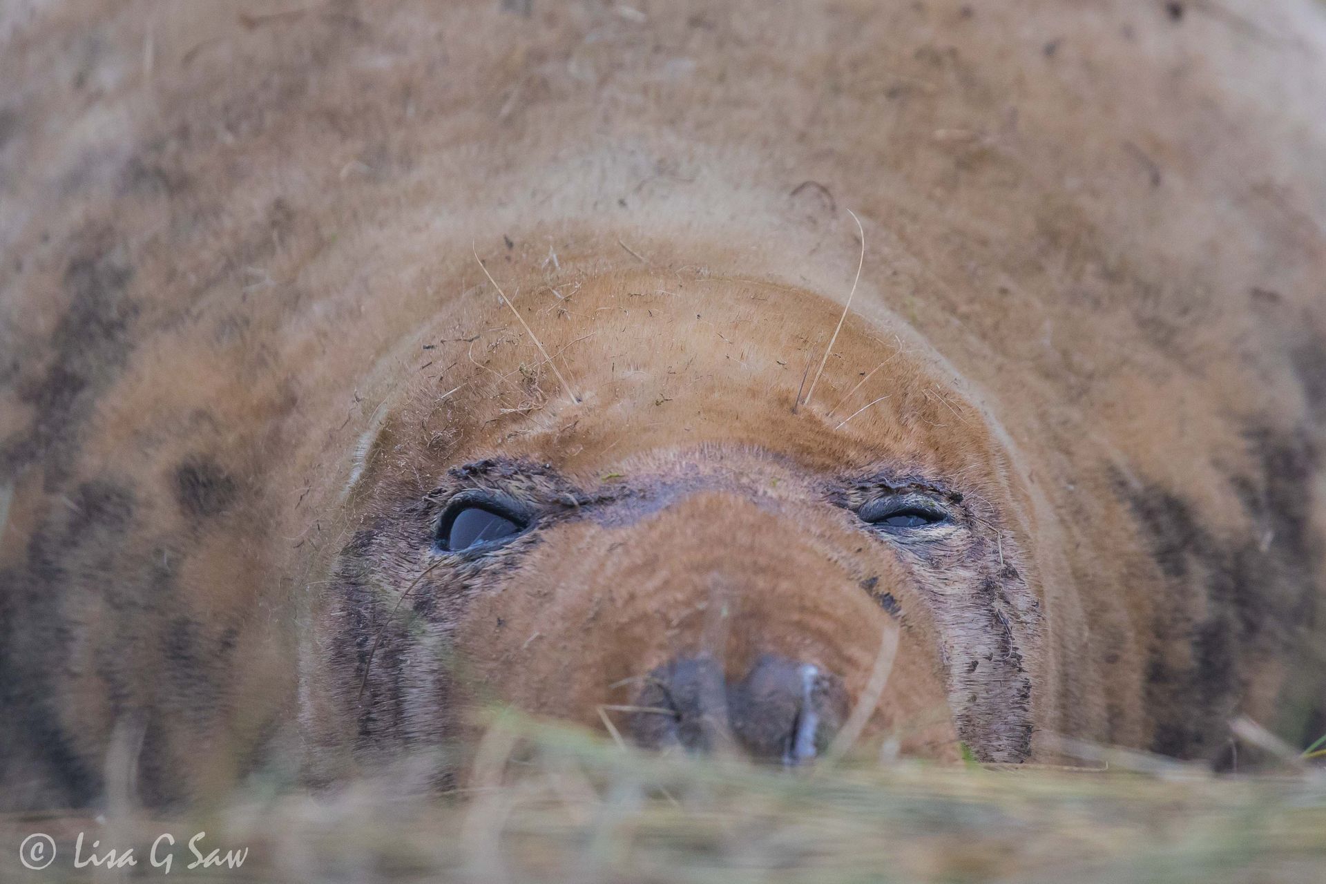 Female Grey Seal lying on ground with one eye open, Donna Nook