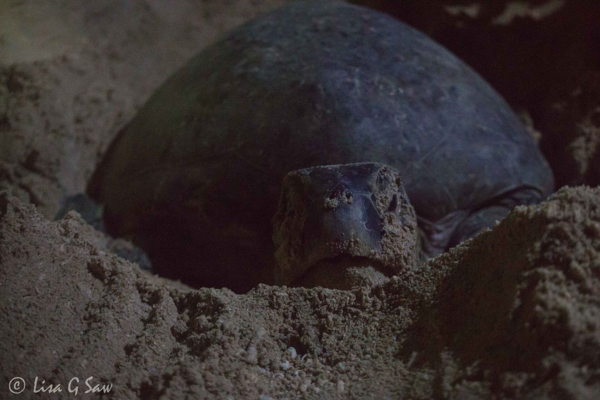 Close up of Green Sea Turtle in the sand at night