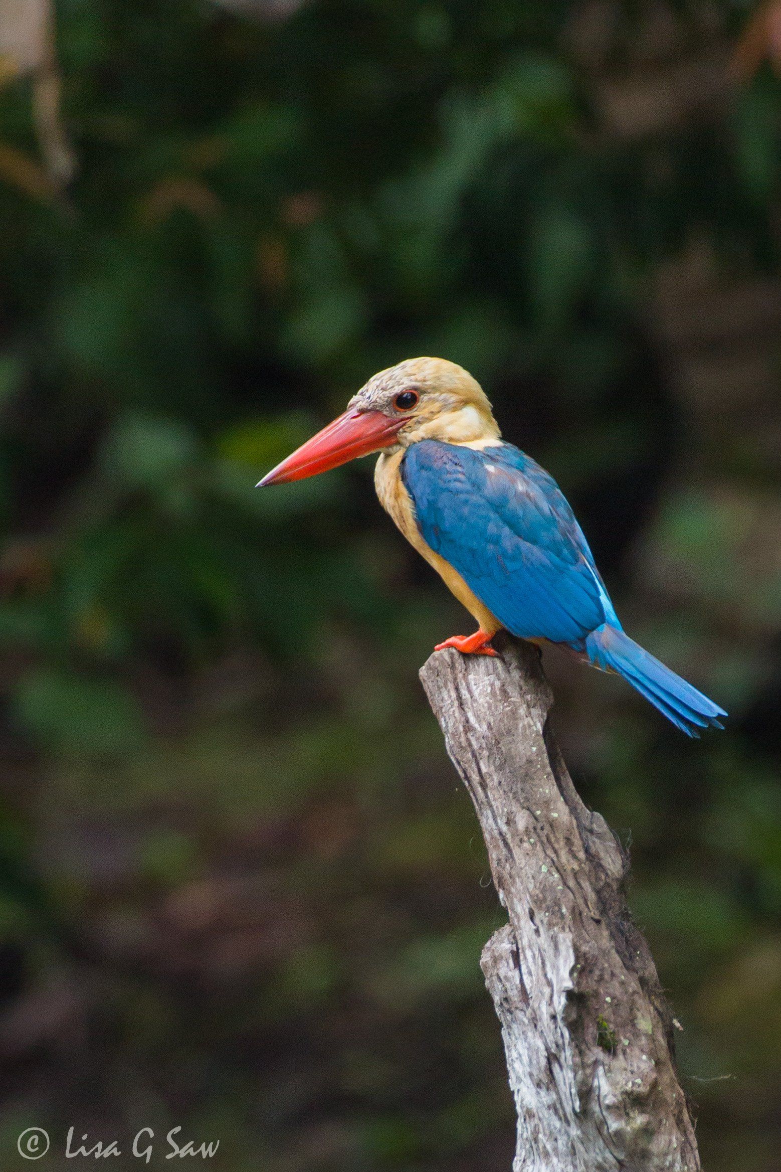 Stork-Billed Kingfisher on perch, Sepilok