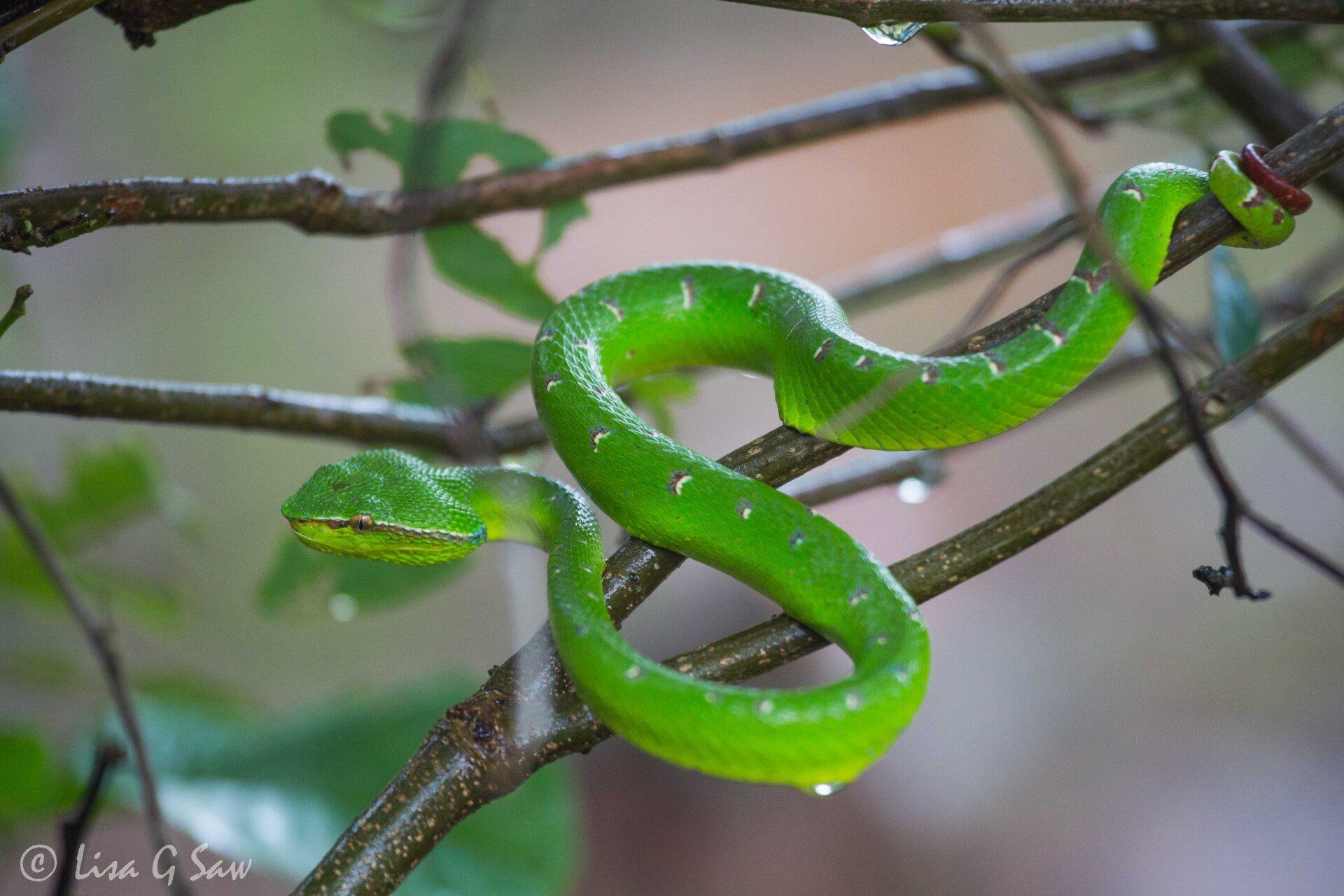 Juvenile Bornean Keeled Pit Viper