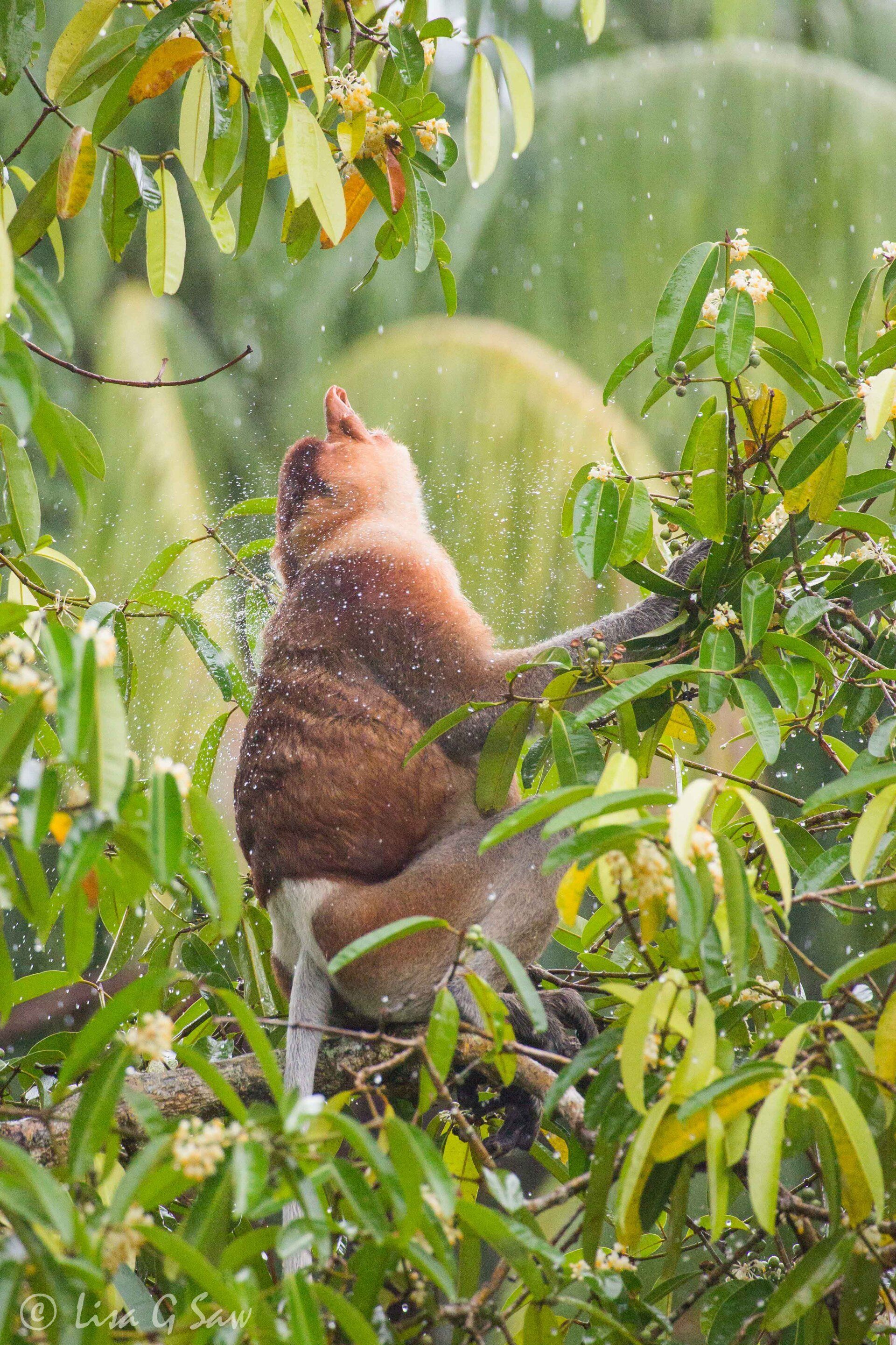 Adult male Proboscis Monkey shaking off water