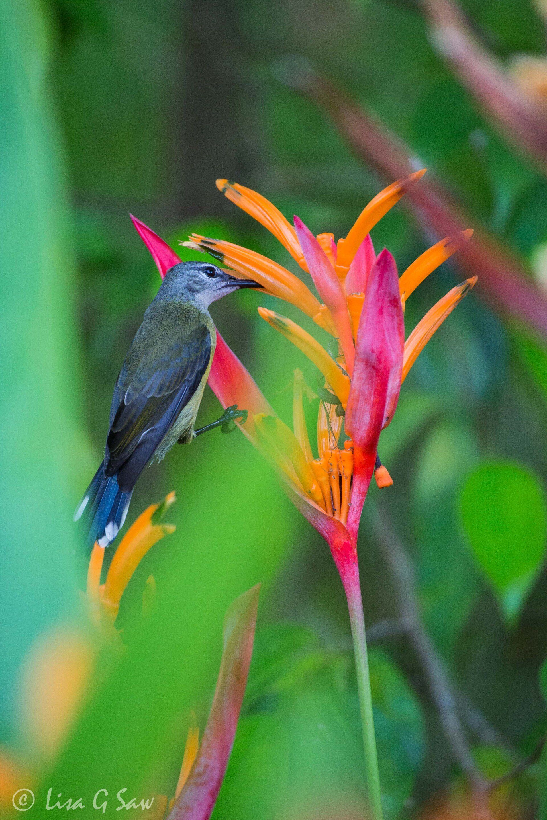 Sunbird feeding on an orange and red flower