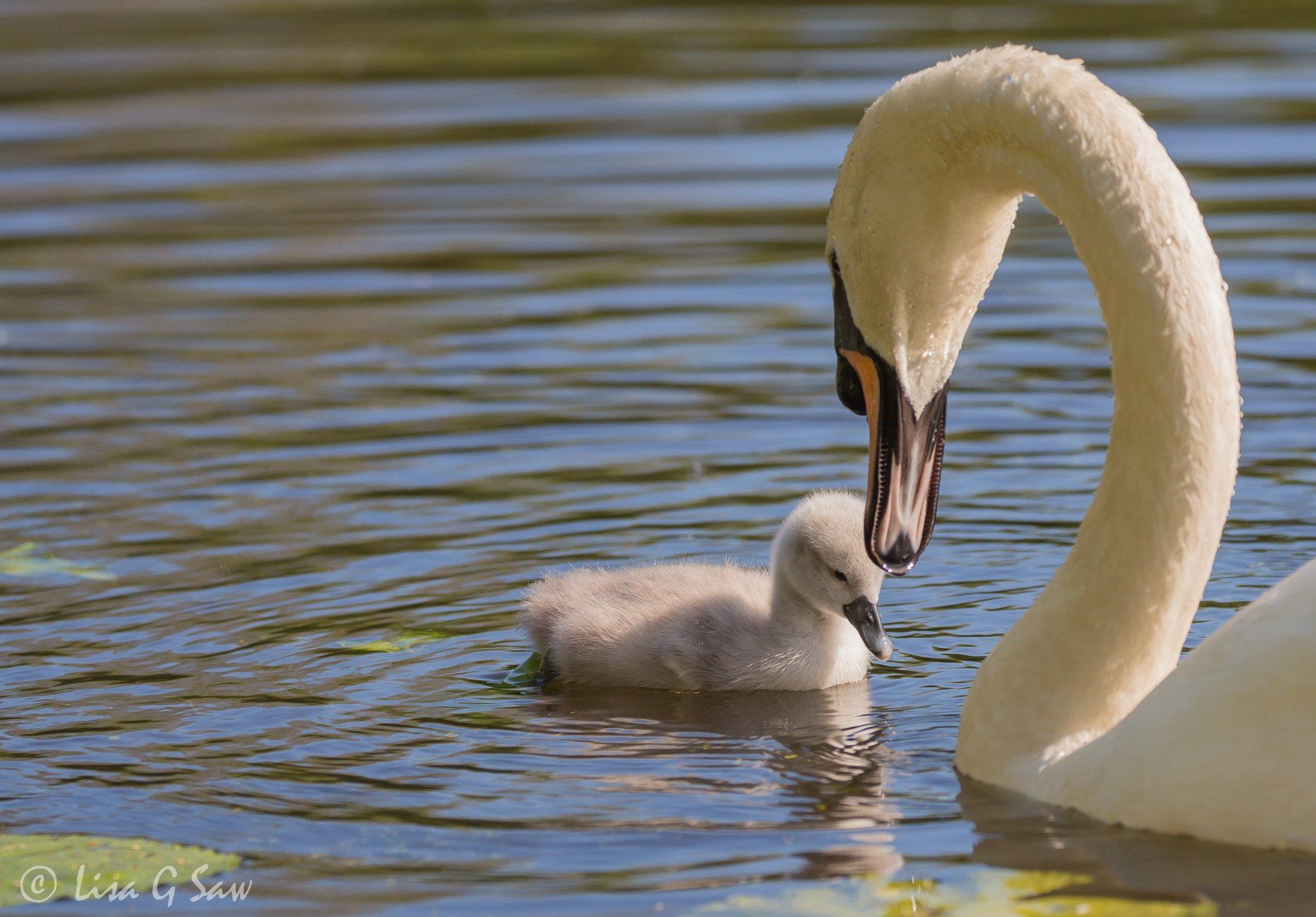 Adult swan looking down at cygnet in water