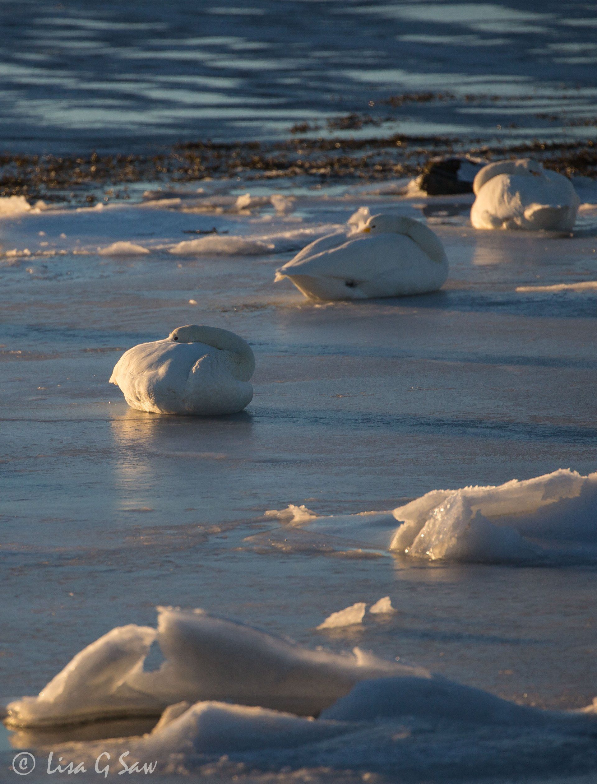 Bewick Swans curled up like lumps of ice