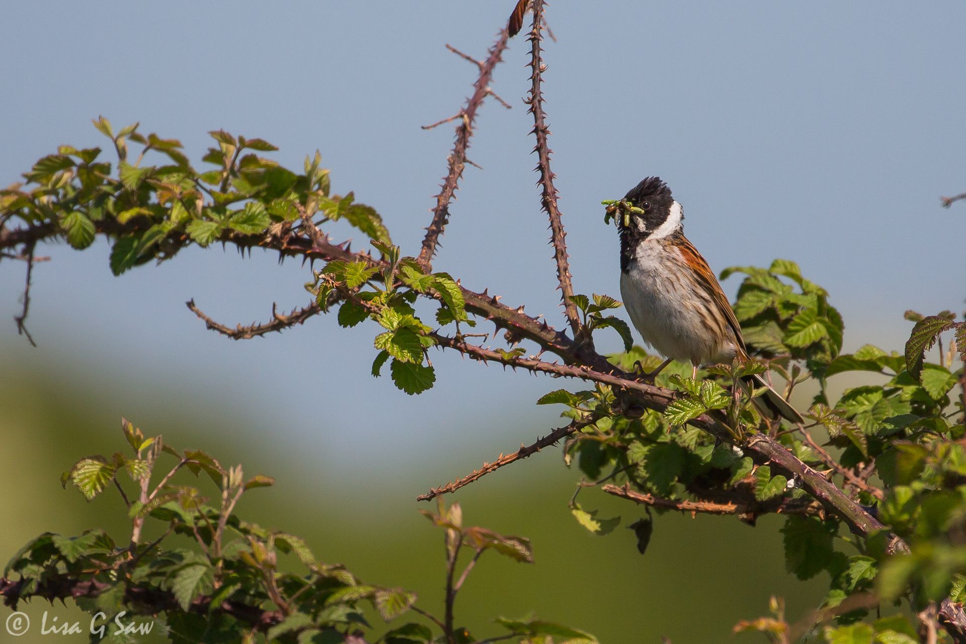 Male Reed Bunting with a beak full of food