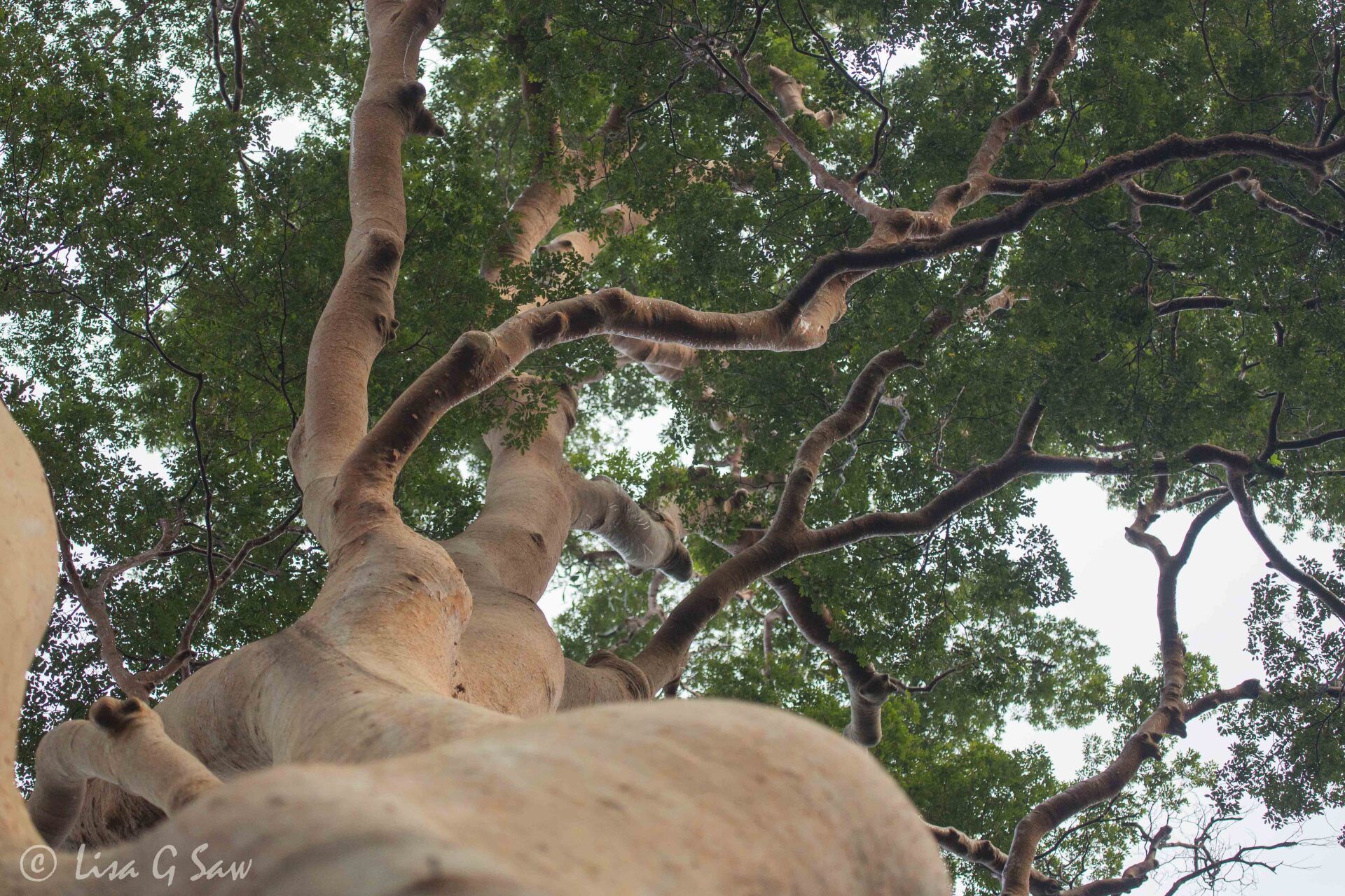 Look up a tree trunk into the canopy, Danum Valley