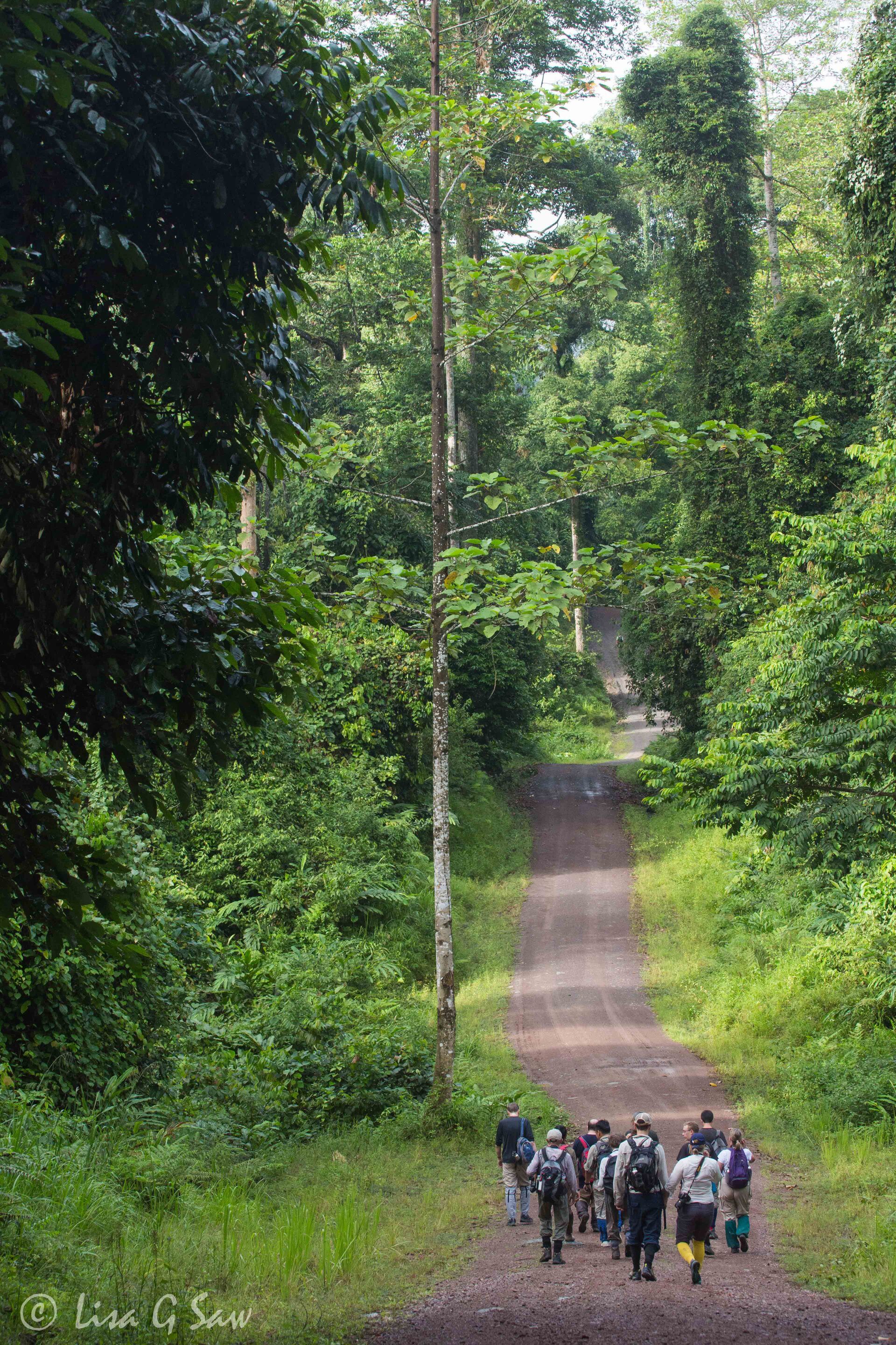 People walking along road through Danum Valley