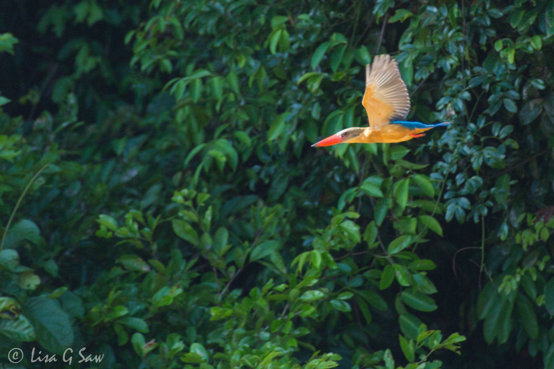 Stork-Billed Kingfisher flying, Sepilok