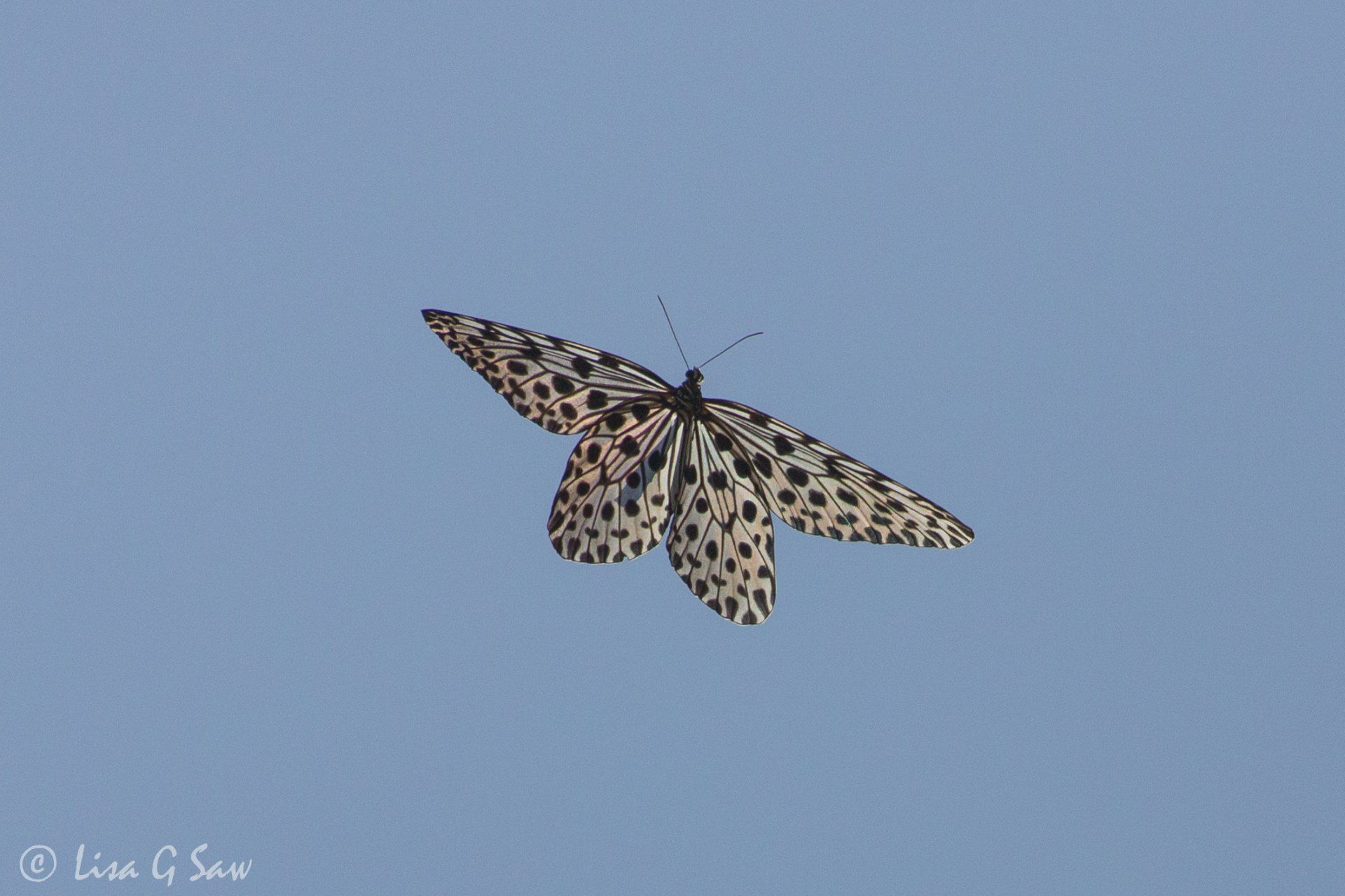 Malaysian Giant Tree-Nymph butterfly flying