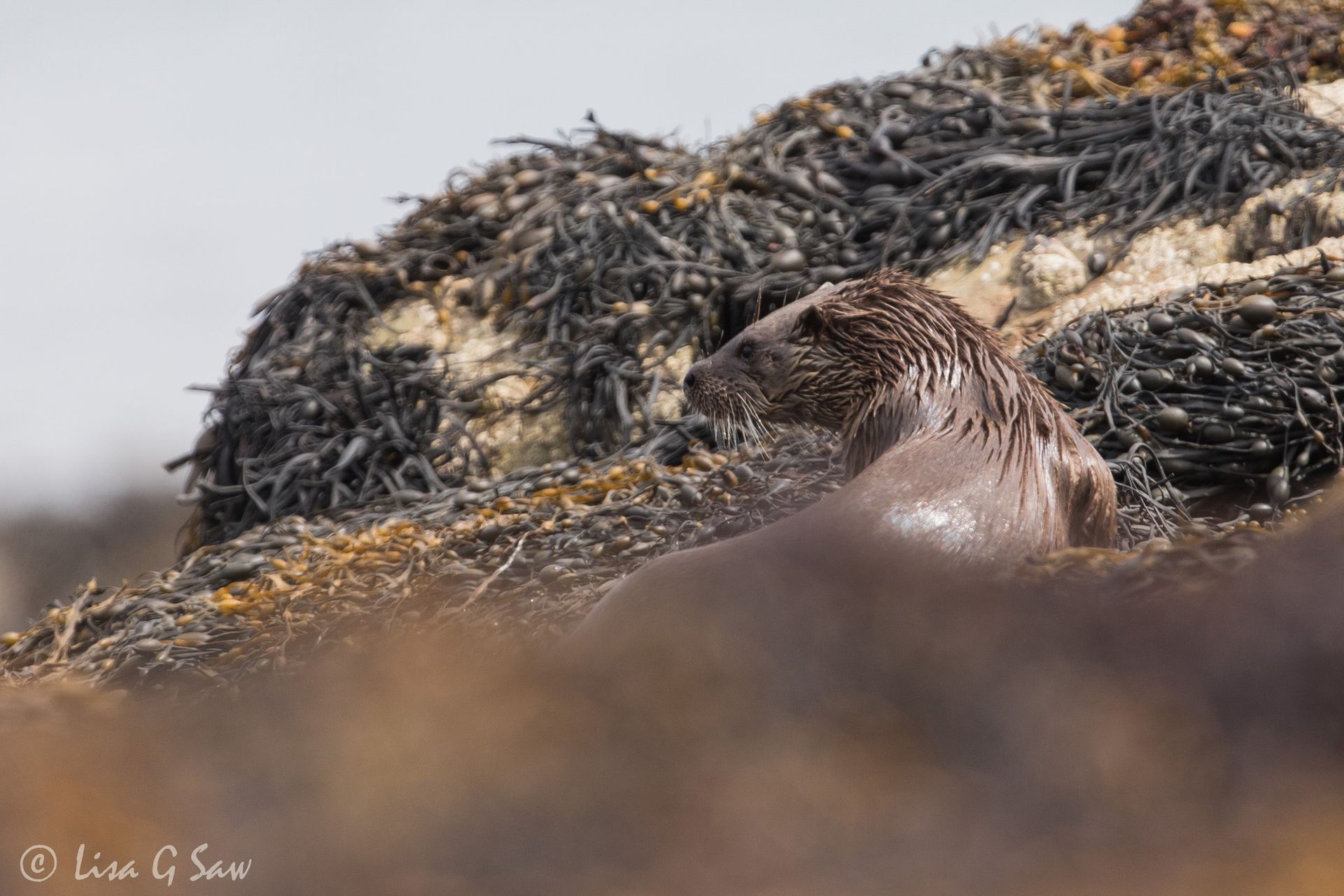 Alert River Otter looking left