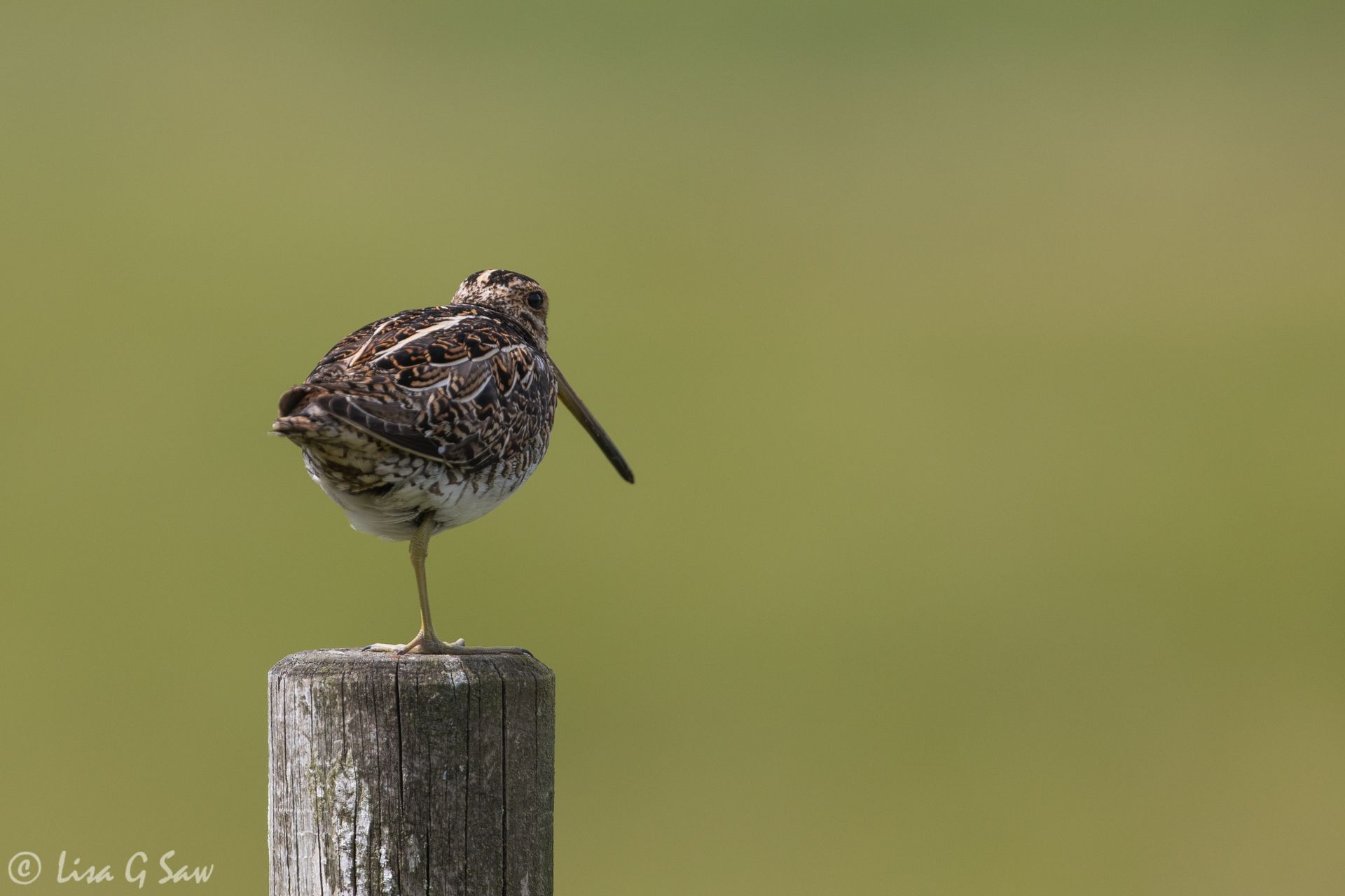 Common Snipe standing on one leg, back view, Isle of Mull