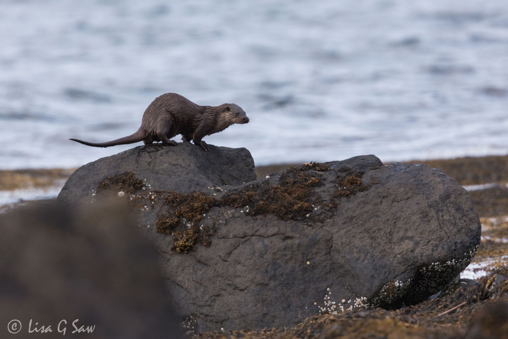River Otter leaving spraint on top of rock