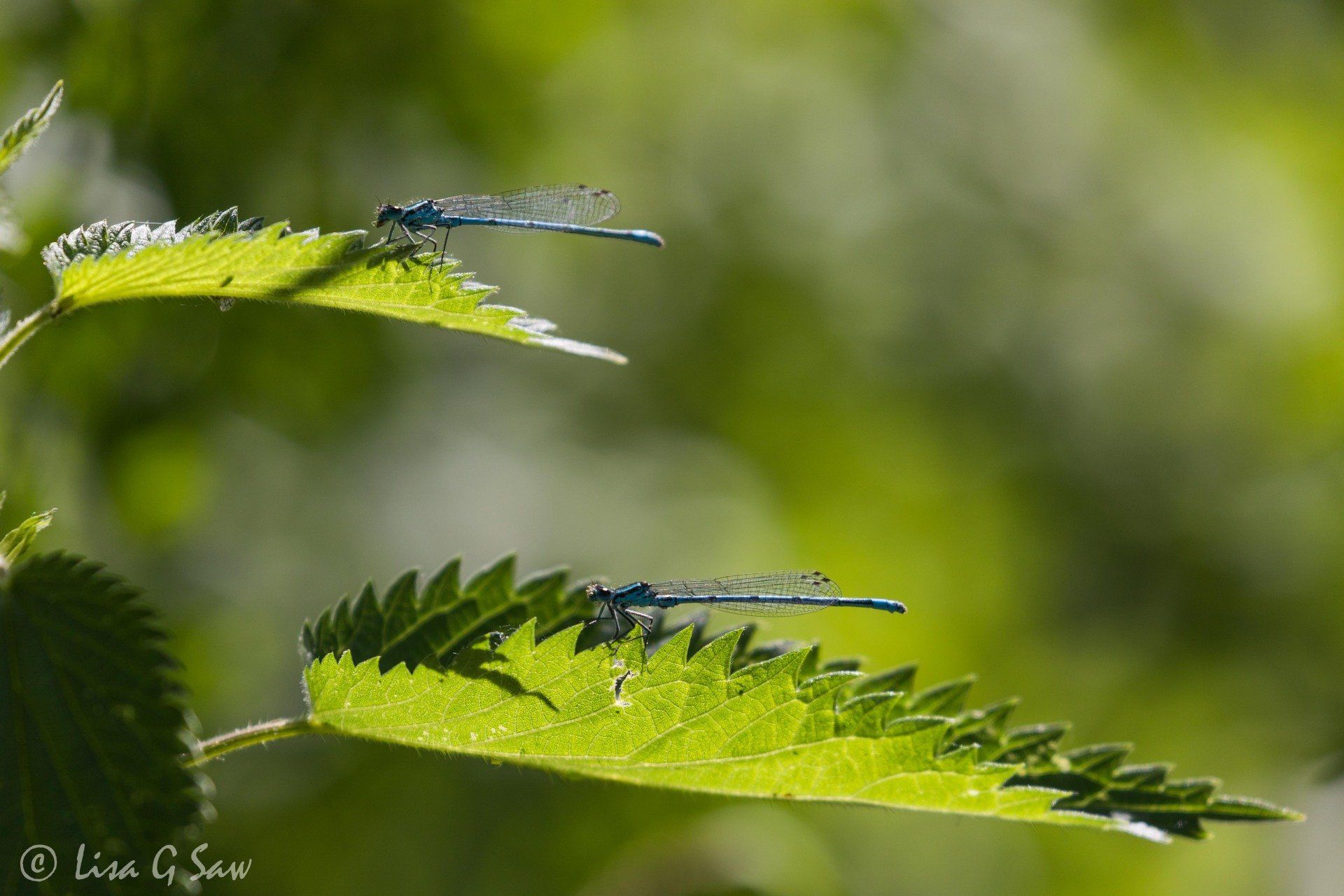 Two Azure Damselflies resting on neighbouring leaves