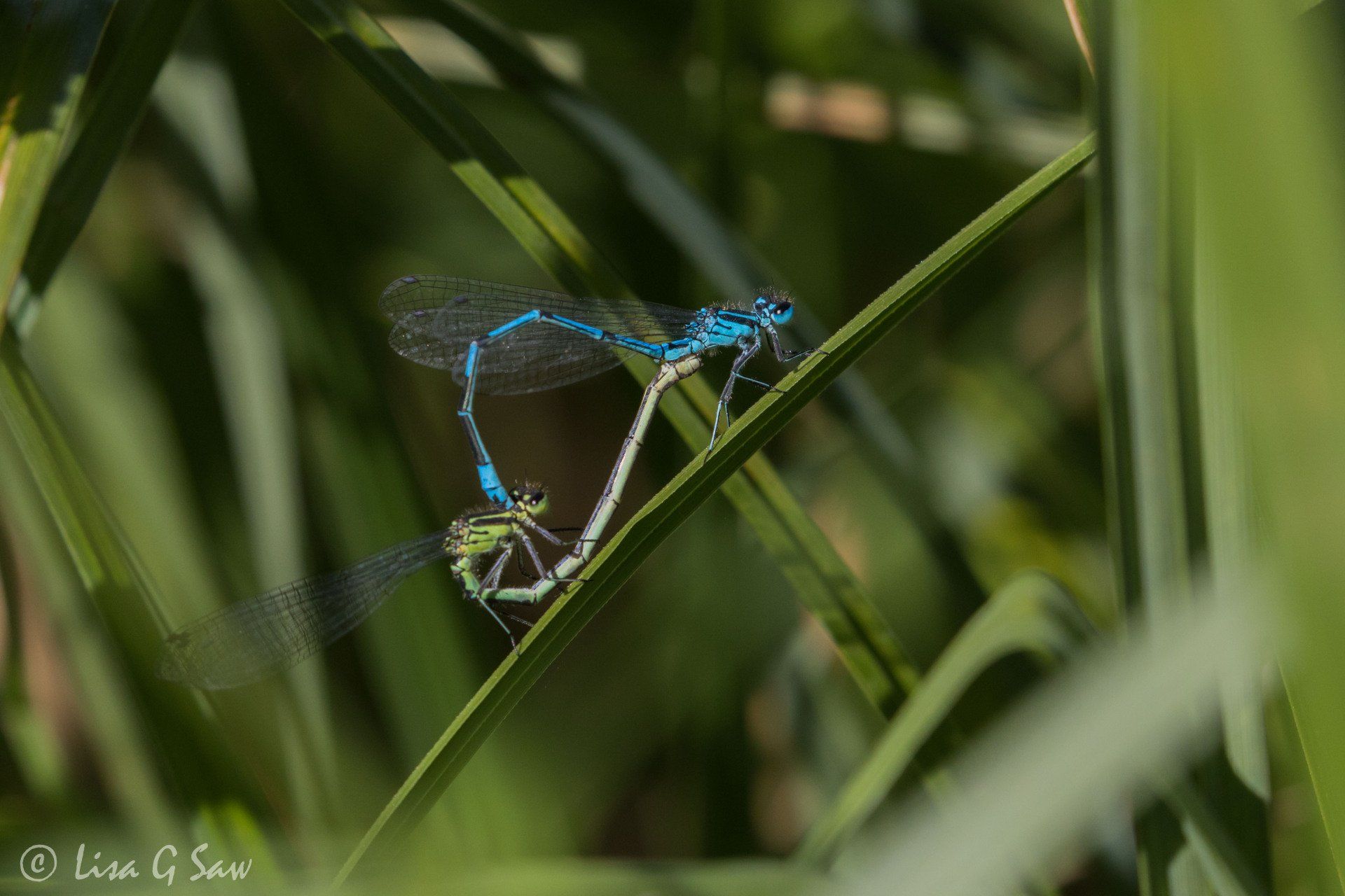 Azure Damselflies in a mating wheel