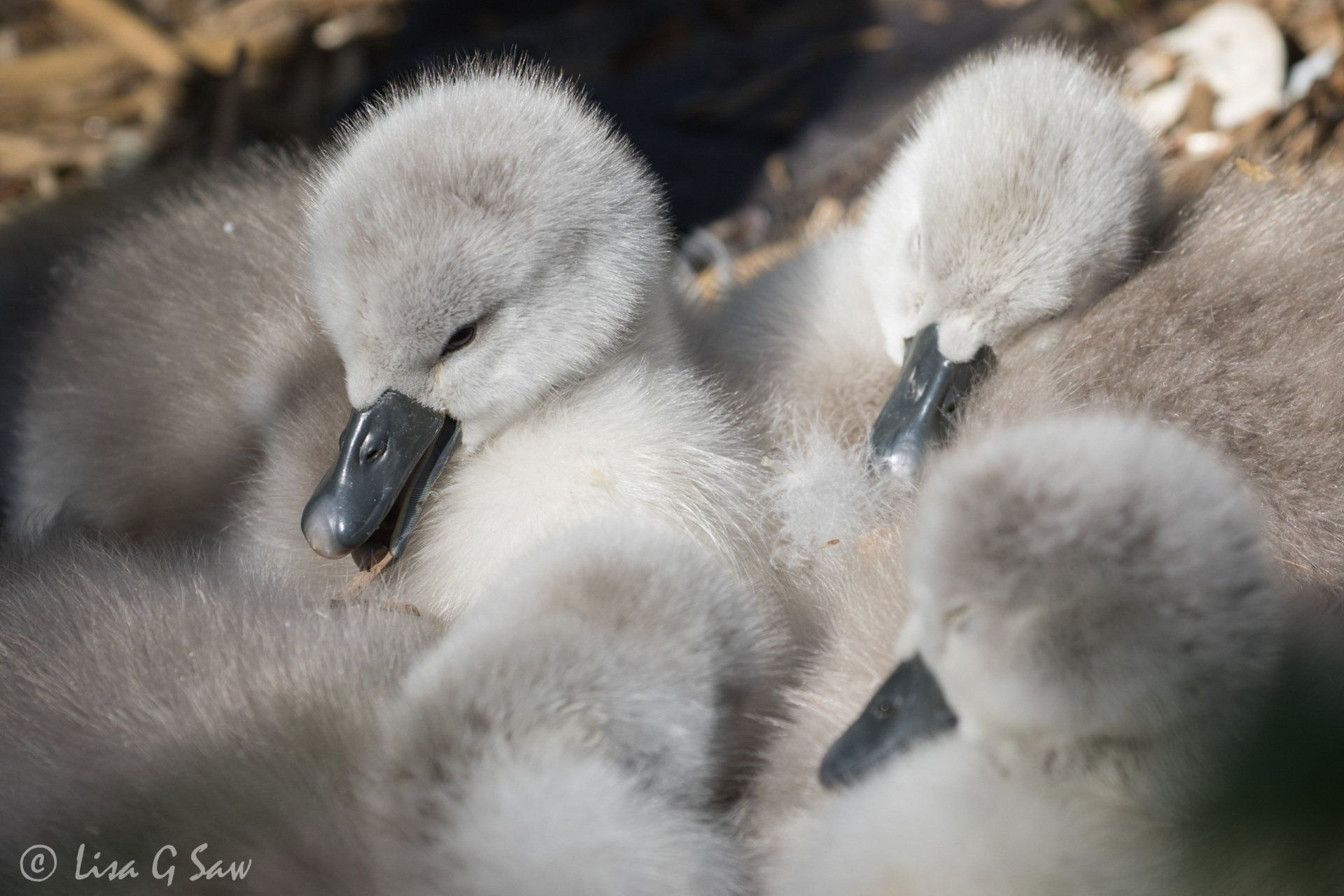 Four cygnets huddled together