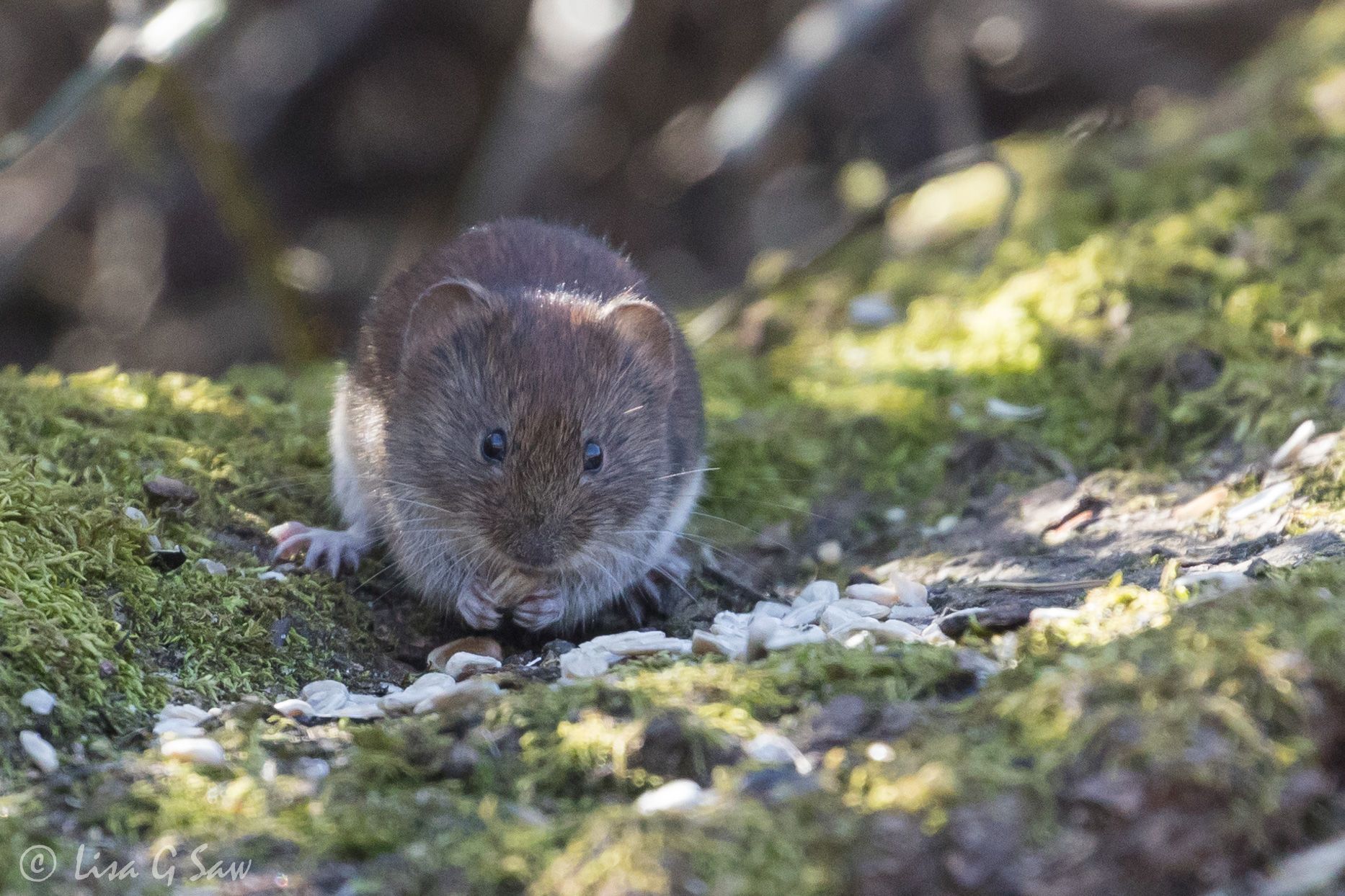 Bank Vole on log eating seeds, Pulborough Brooks