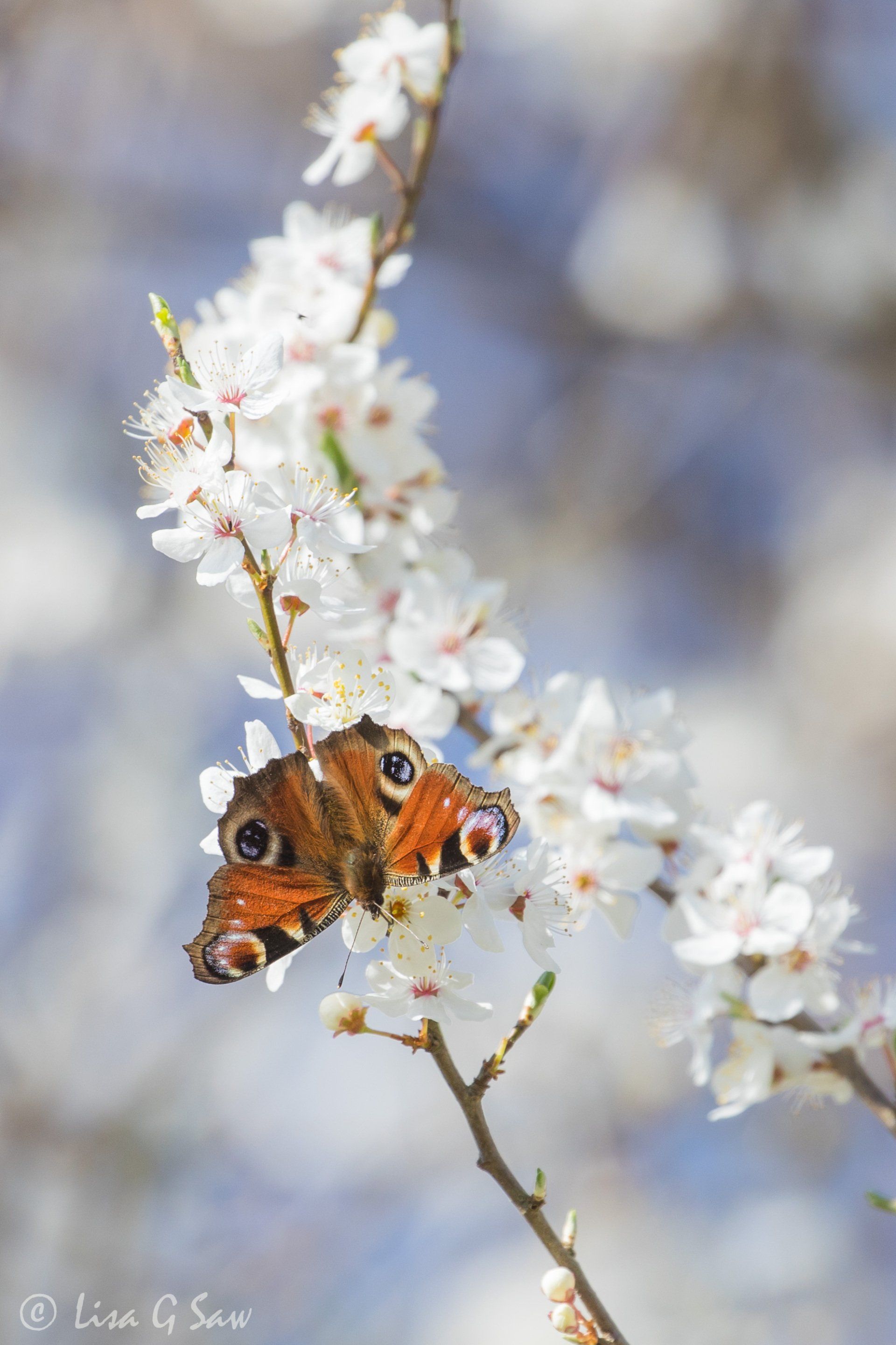 Peacock Butterfly on Blackthorn blossom