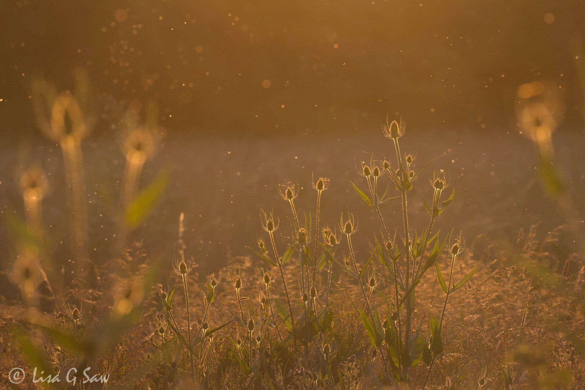 Backlit Teasel with insects flying above in the evening light