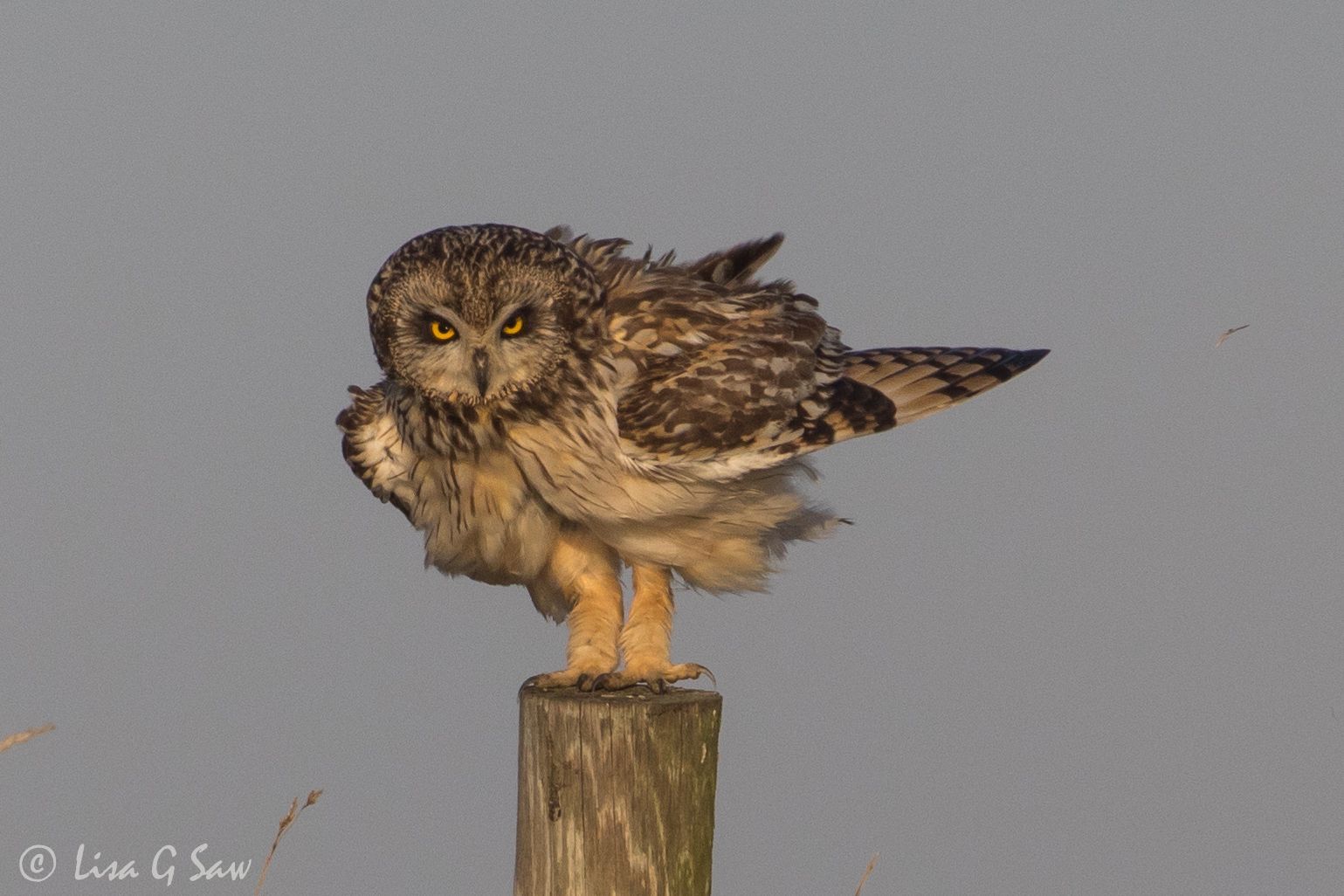 Short-Eared Owl on post in the wind
