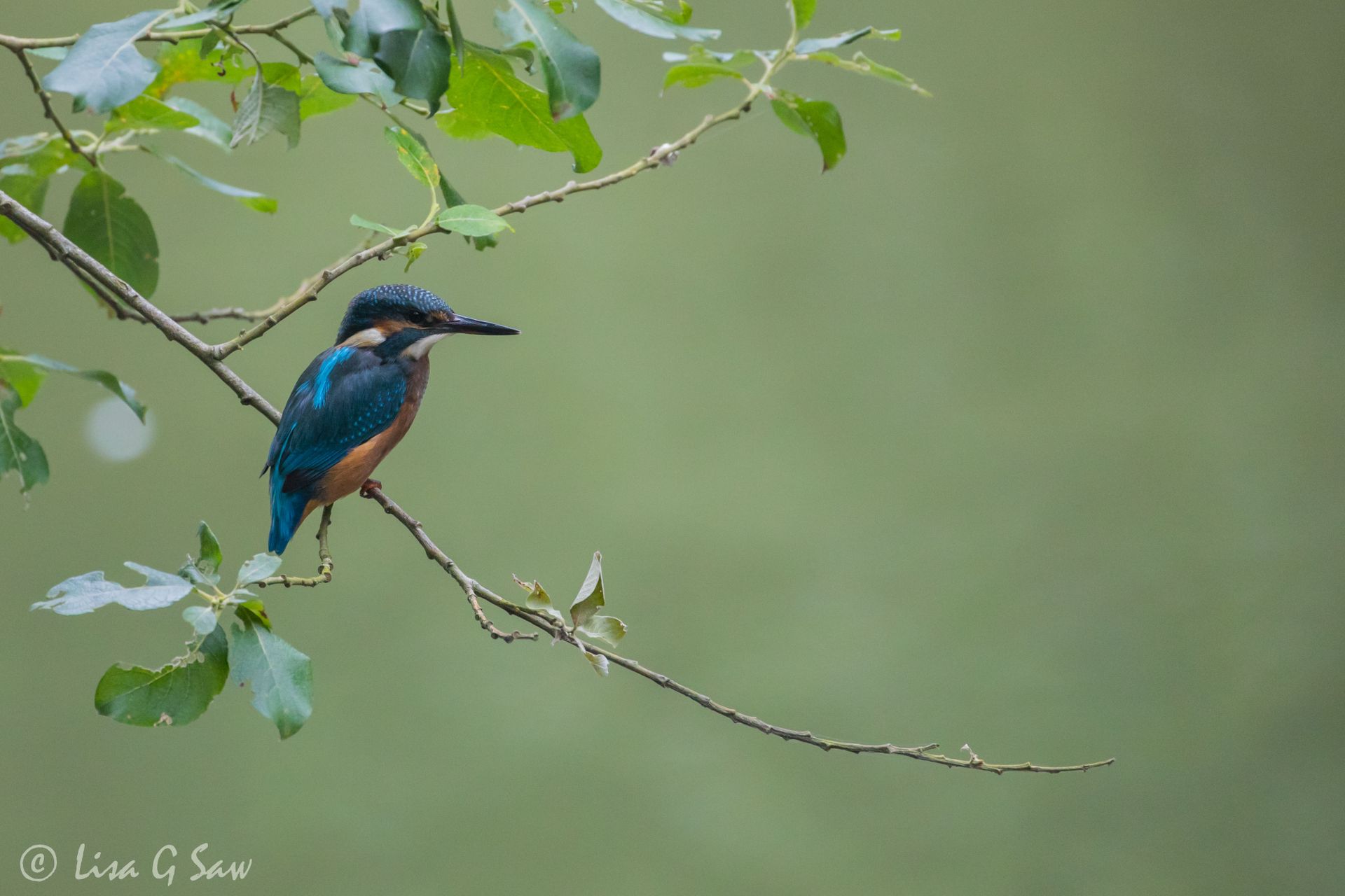 Juvenile Kingfisher recently fledged