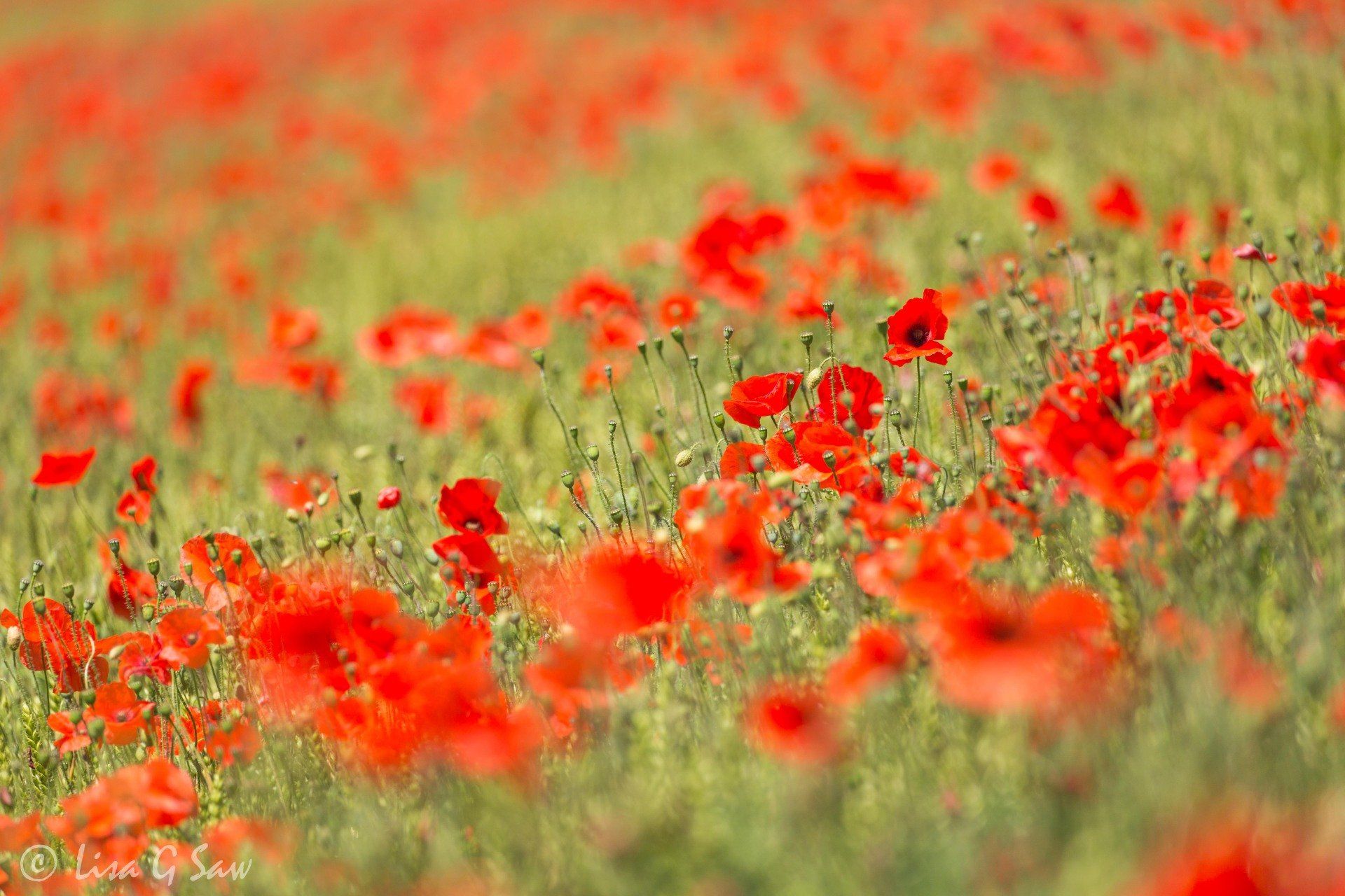 Field of poppies