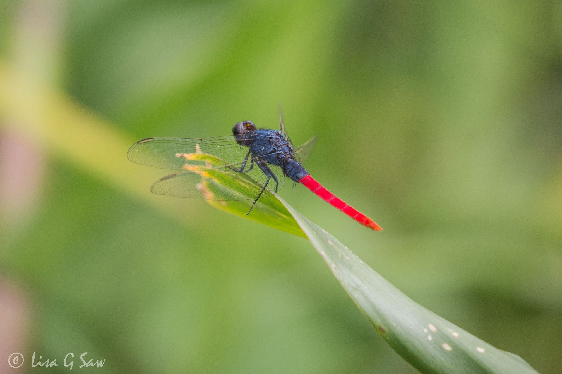 Flame-Tailed Pondhawk Skimmer Dragonfly