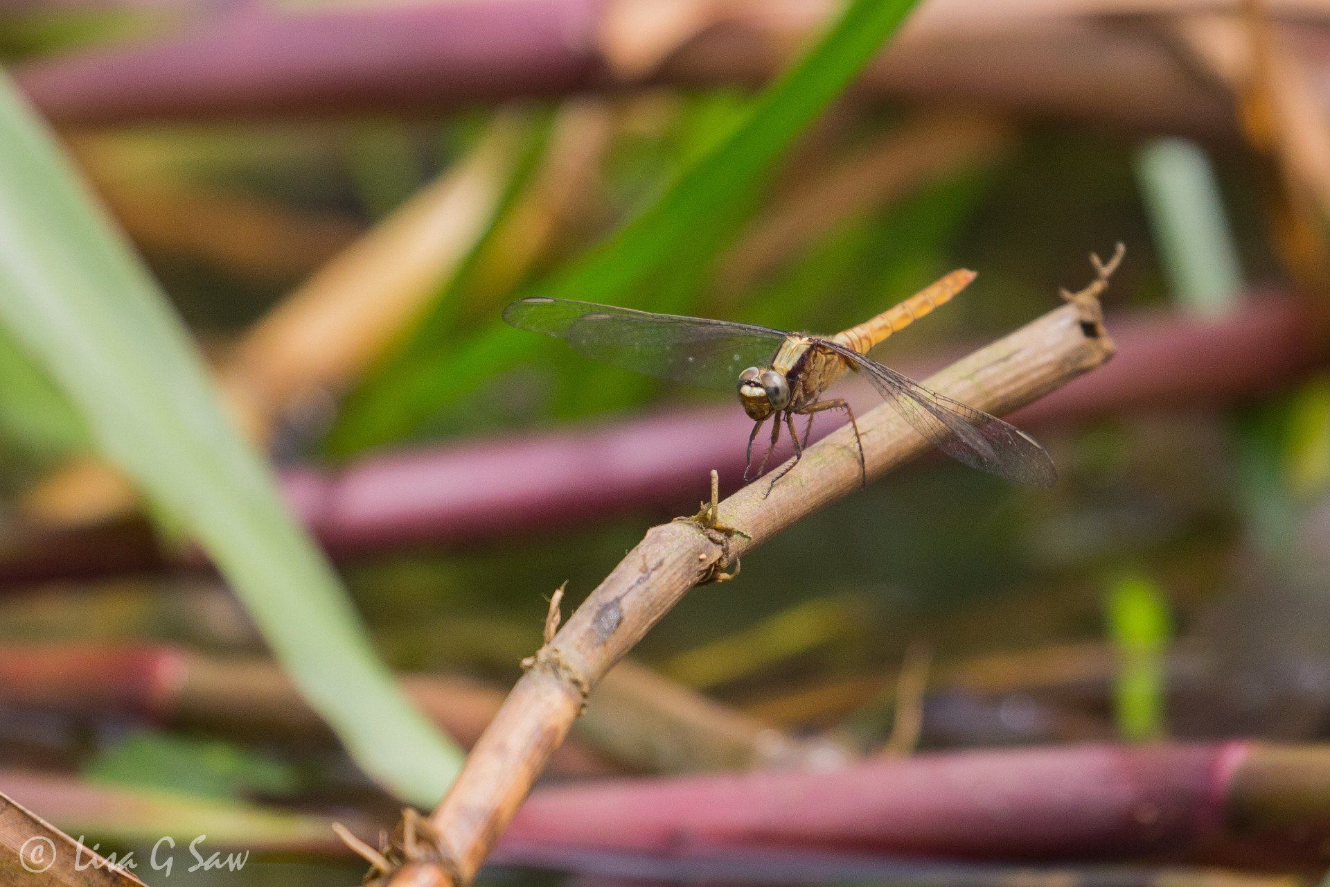 Gold coloured dragonfly in The Pantanal