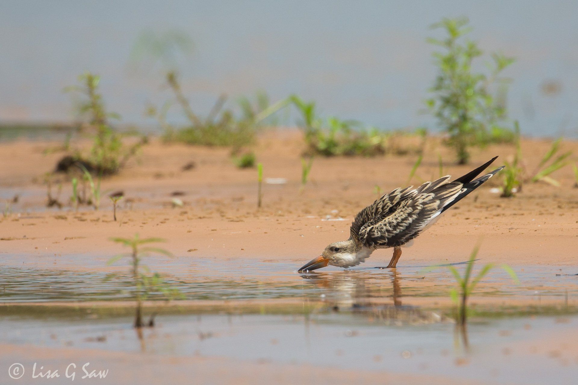 Juvenile Black Skimmer drinking
