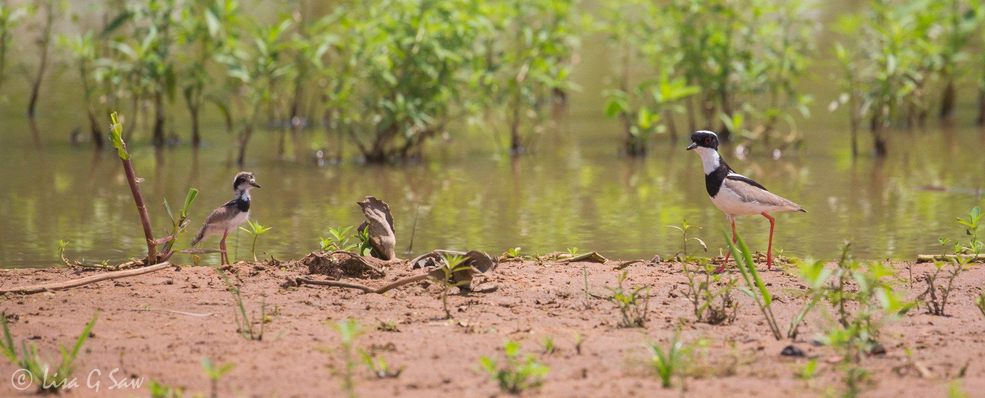Adult Pied Plover and chick