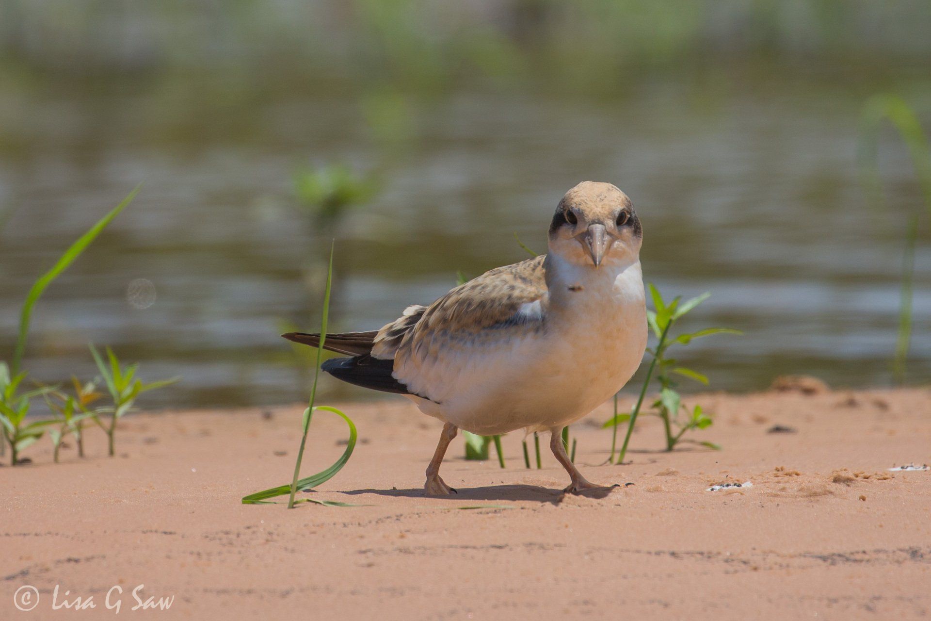 Juvenile Large-Billed Tern looking at camera