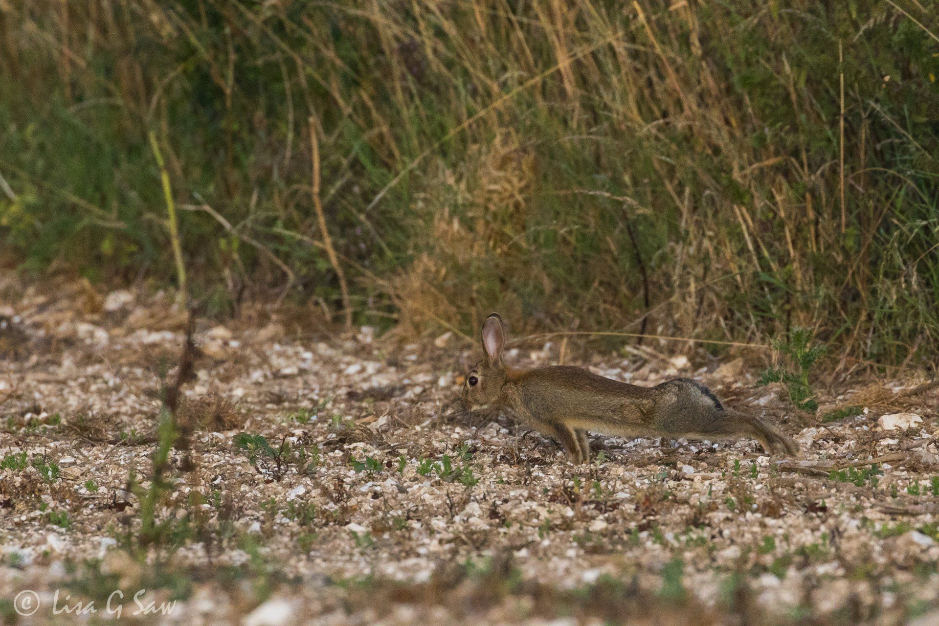 Rabbit stretching, looks like yoga move