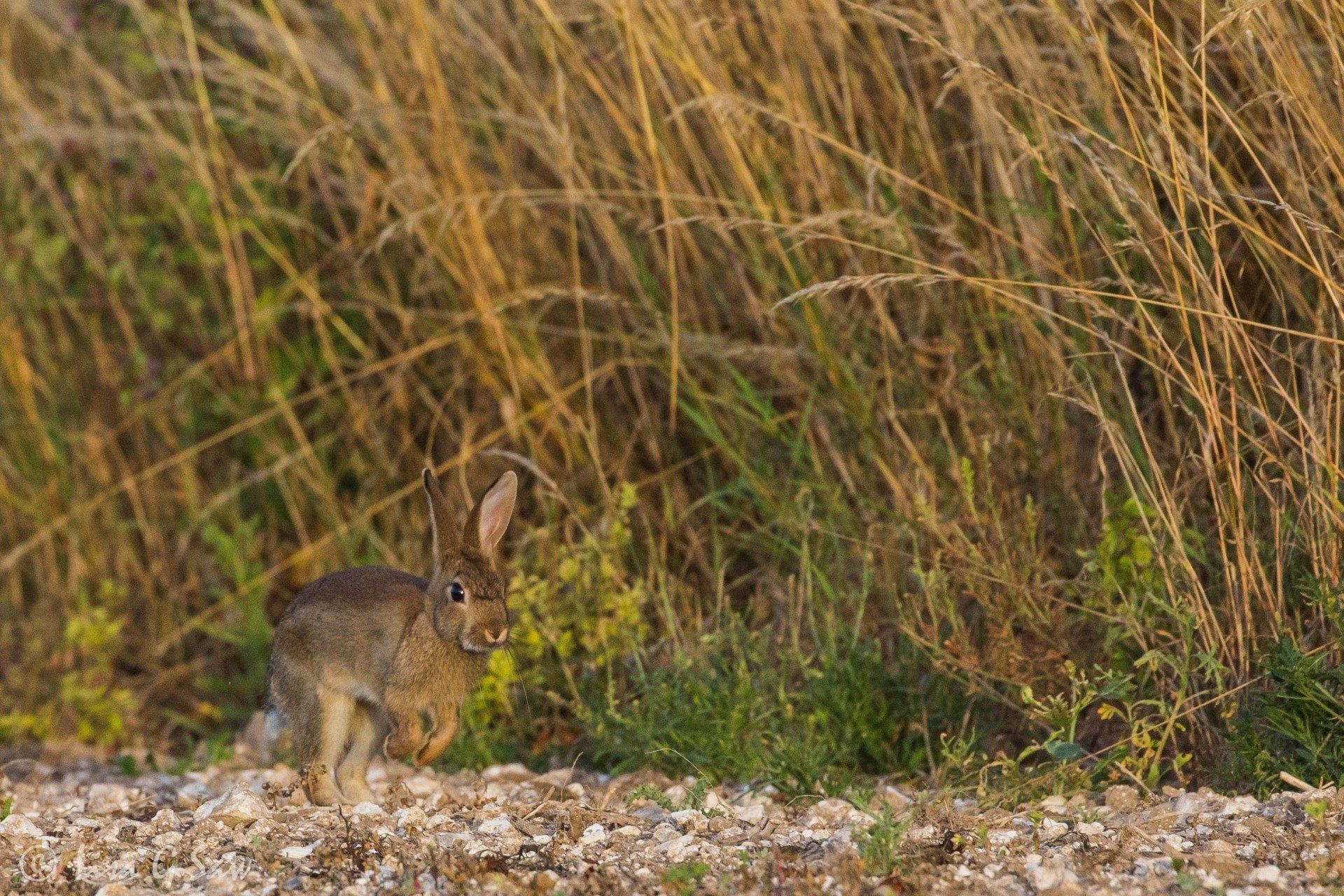 Rabbit about to hop