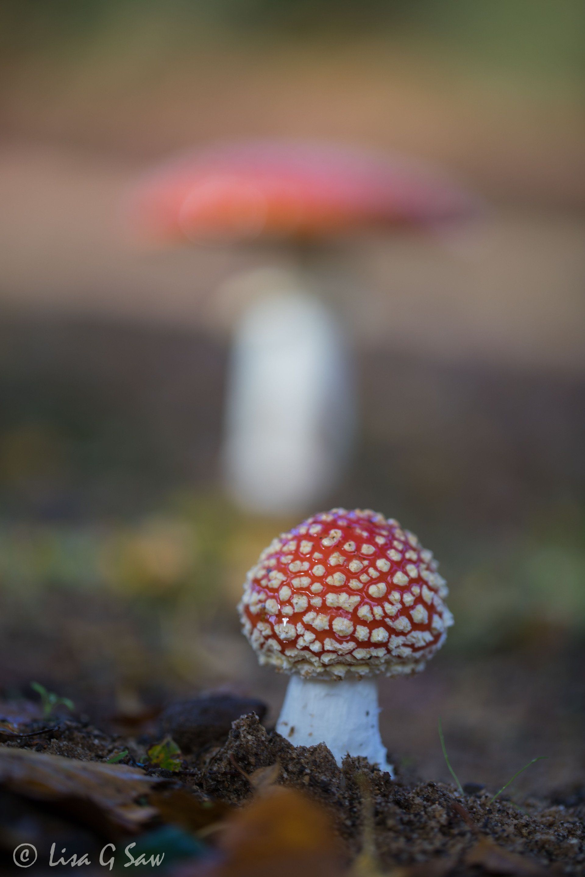 Red Fly Agaris mushroom fungus with spores