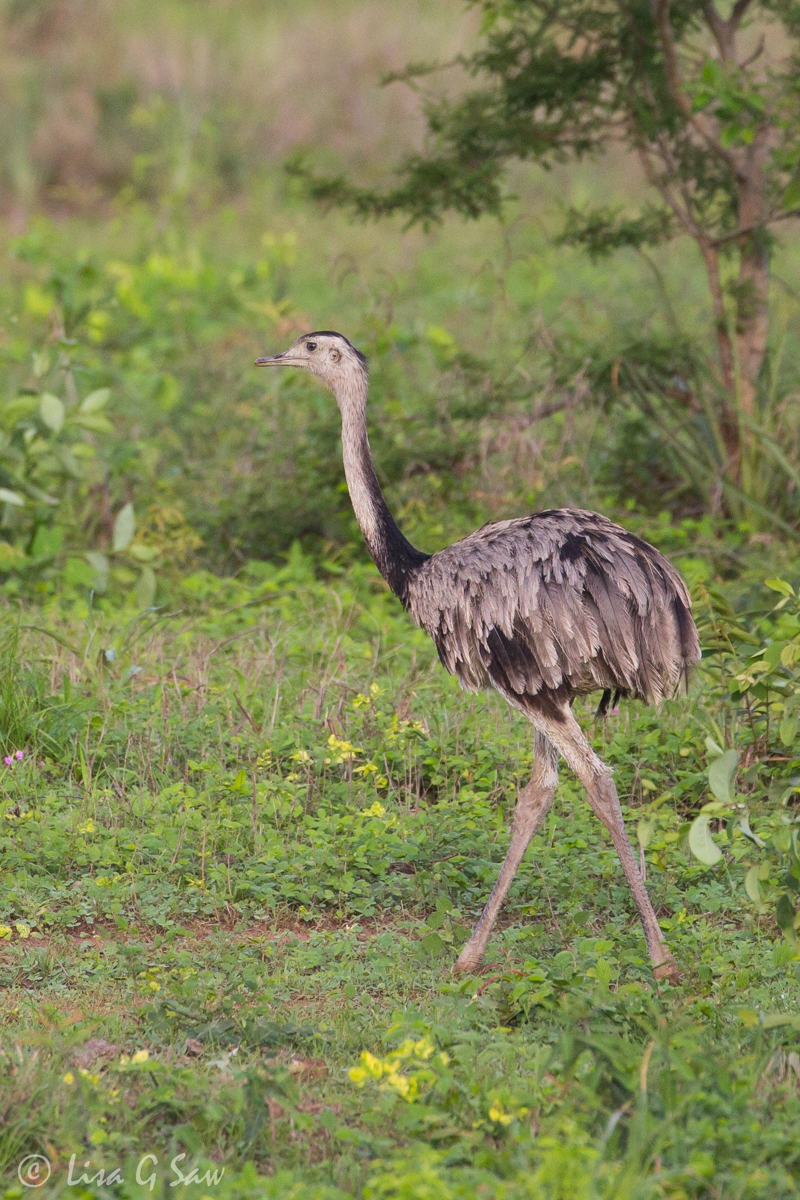 Greater Rhea walking