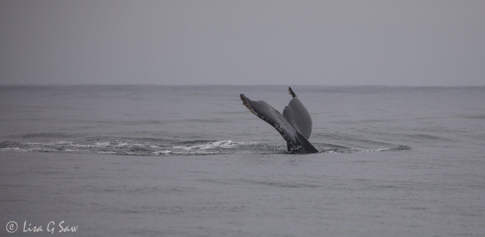 Humpback Whale tail as it dives down (black and white)