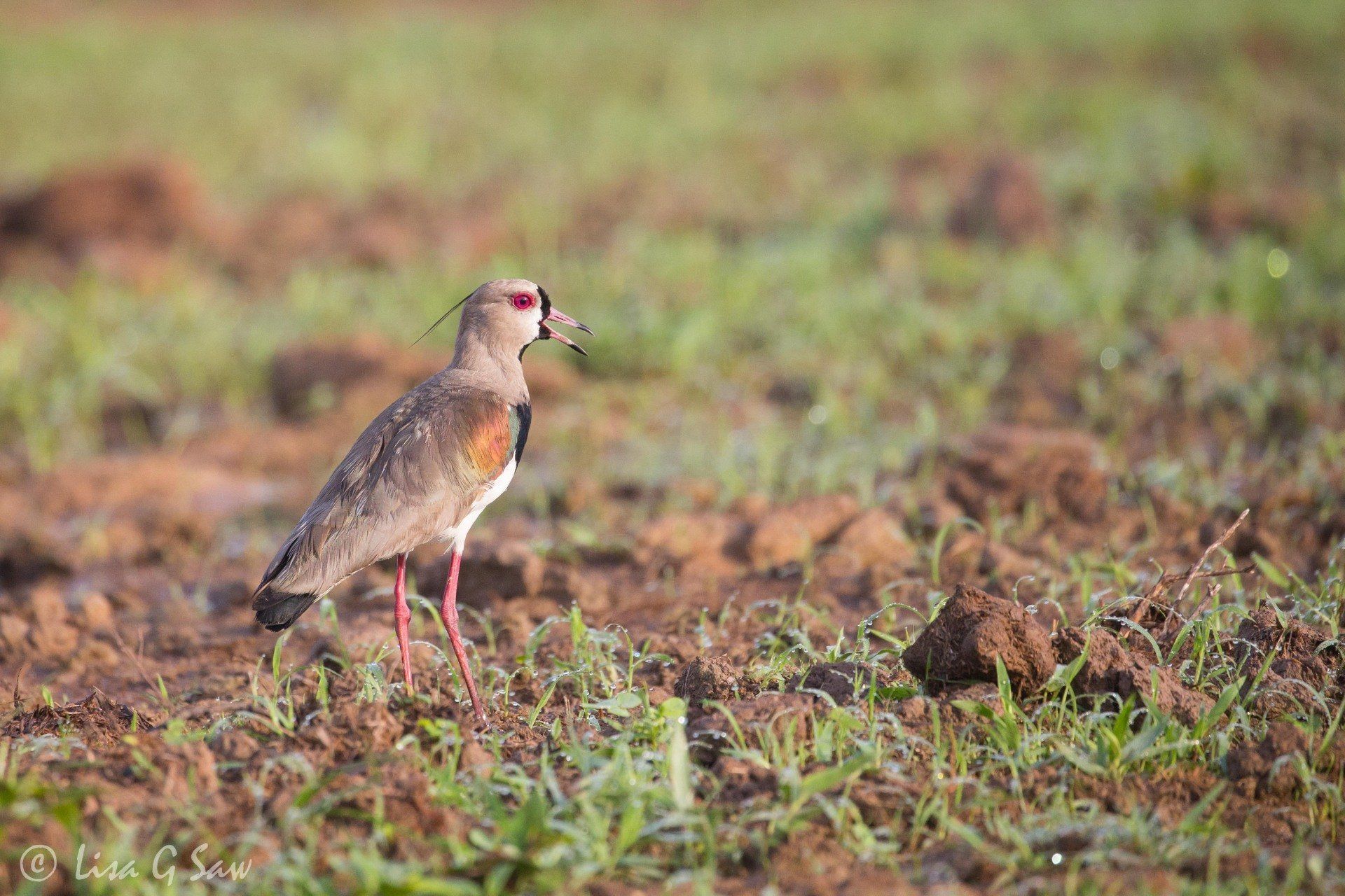 Southern Lapwing