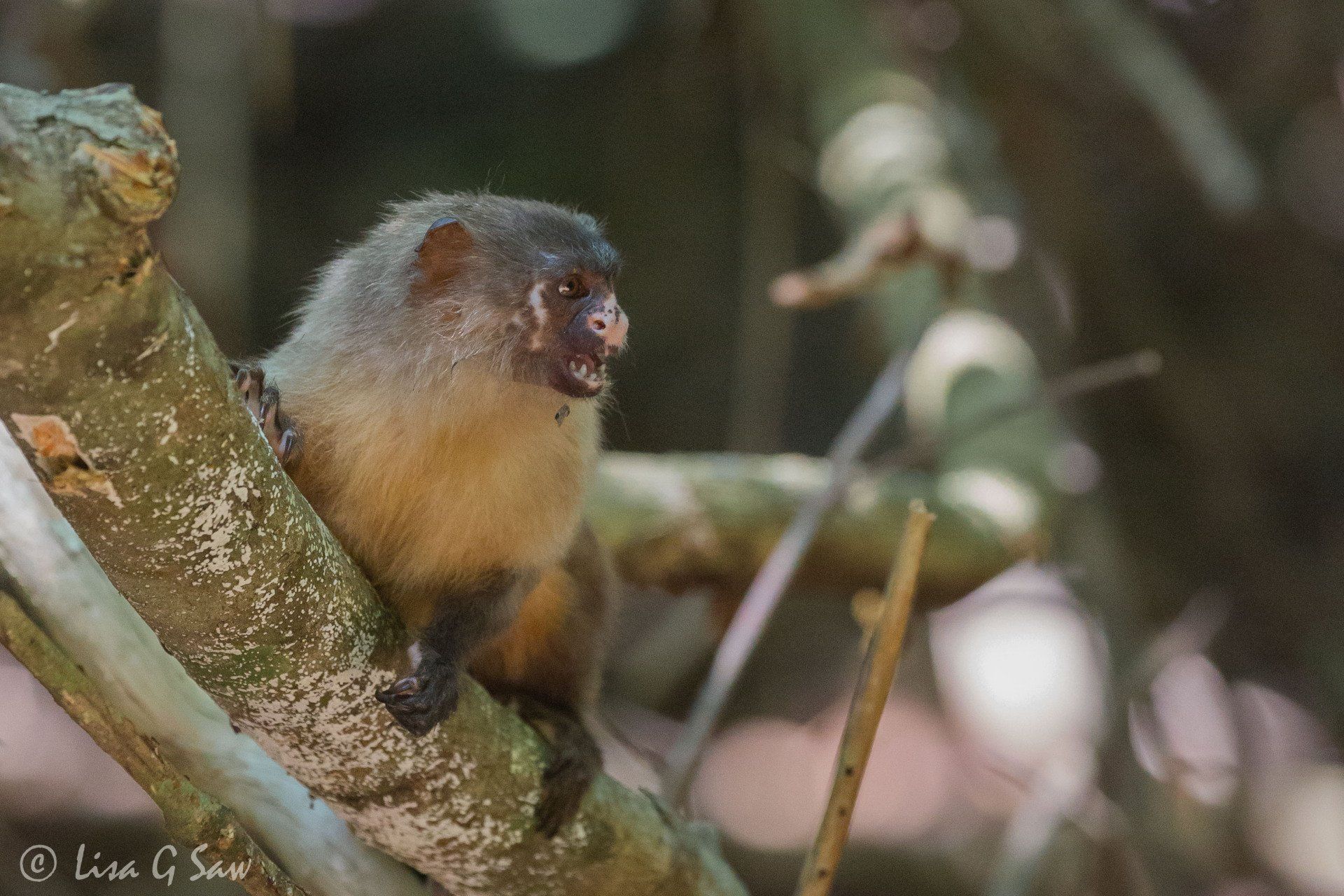 Black-Tailed Marmoset in Brazil